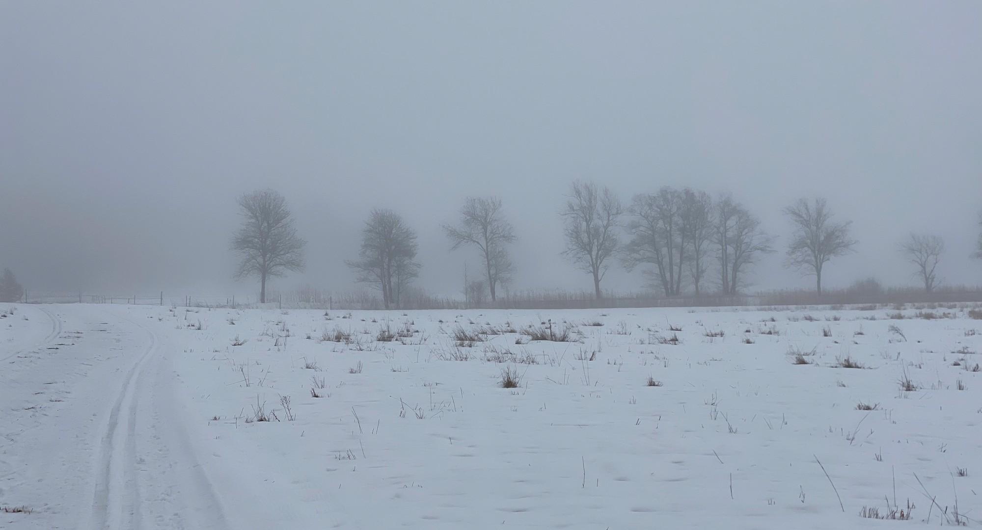 Luminen pelto tahi laidun, jonka ohuen lumen läpi siellä täällä nousee heinätupsuja. Latu vie kuvan vasemmasta alakulmasta eteenpäin. Kuvan keskellä noin sadan metrin päässä lehtipuukuja sivulta nähtynä: ehkä tervaleppiä. Sumu peittää taustan ja pehmentää myös puurivin.