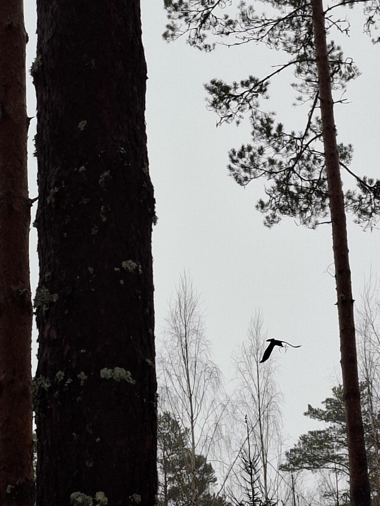 Korppi lentää pieni oksa nokassaan.