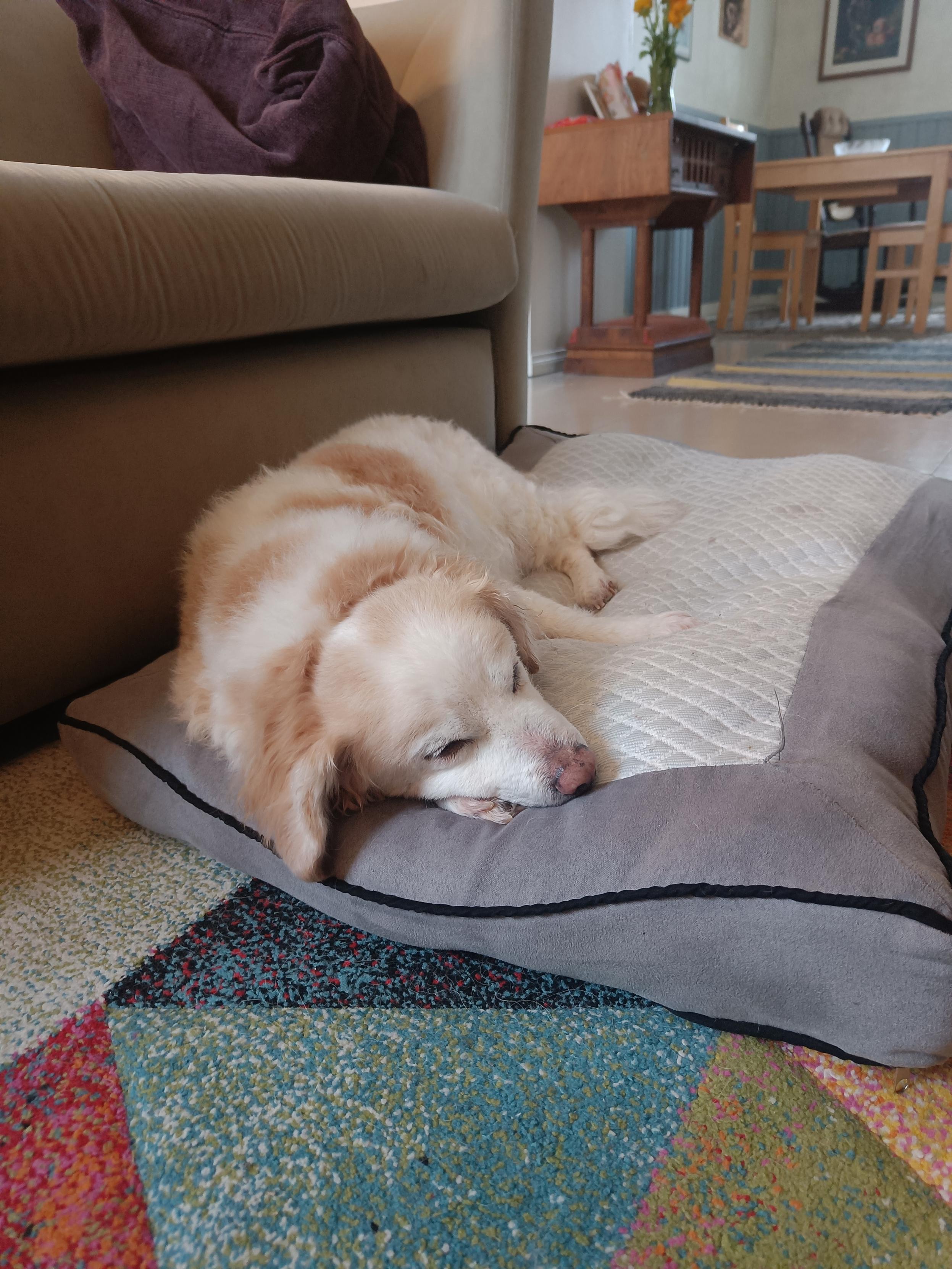 Small coconi dog, fluffy and white-brown, sleeping on a pillow.