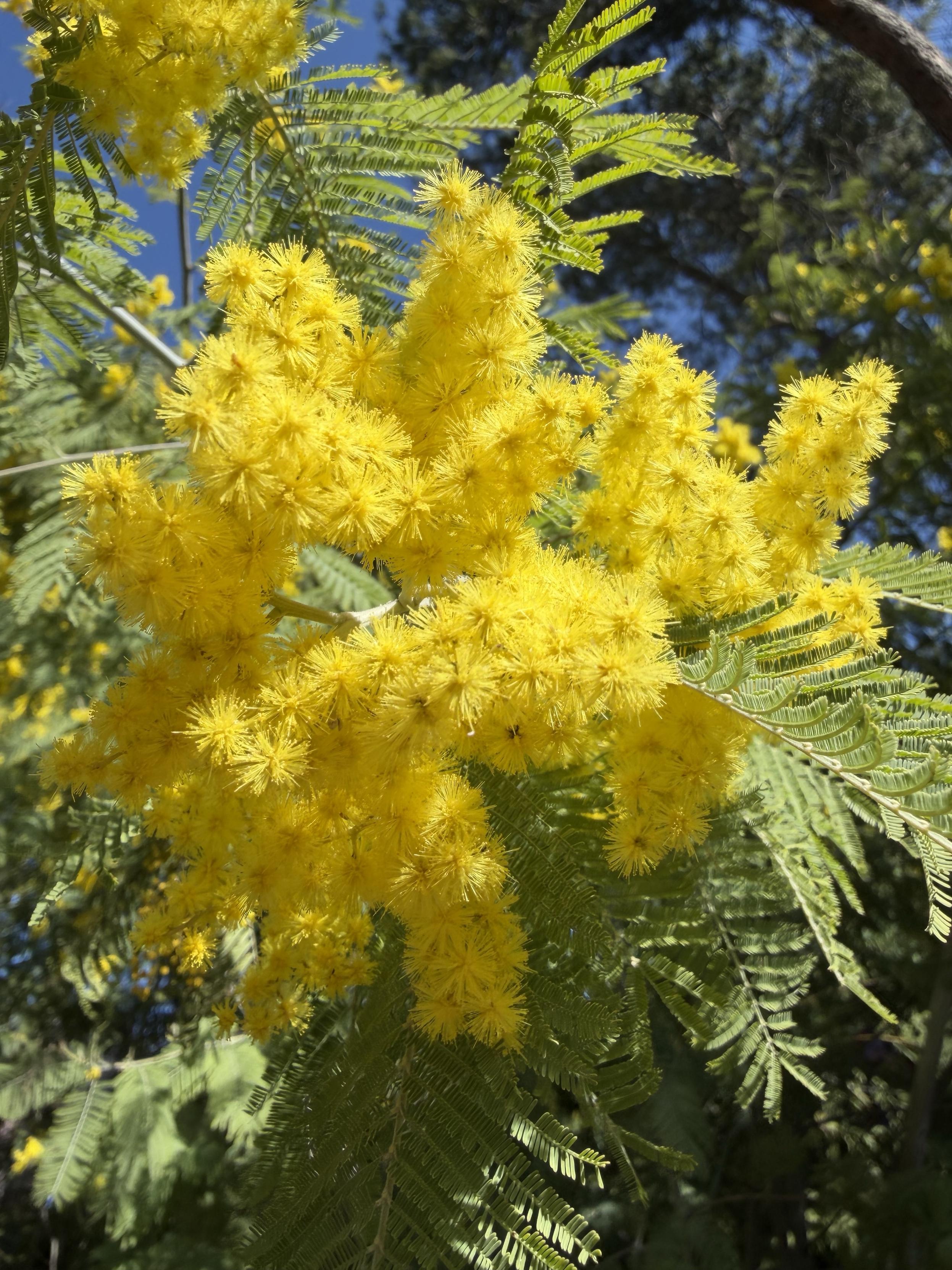 A close shot of sunlit mimosa bloom surrounded with leaves that look equally gentle and fragile