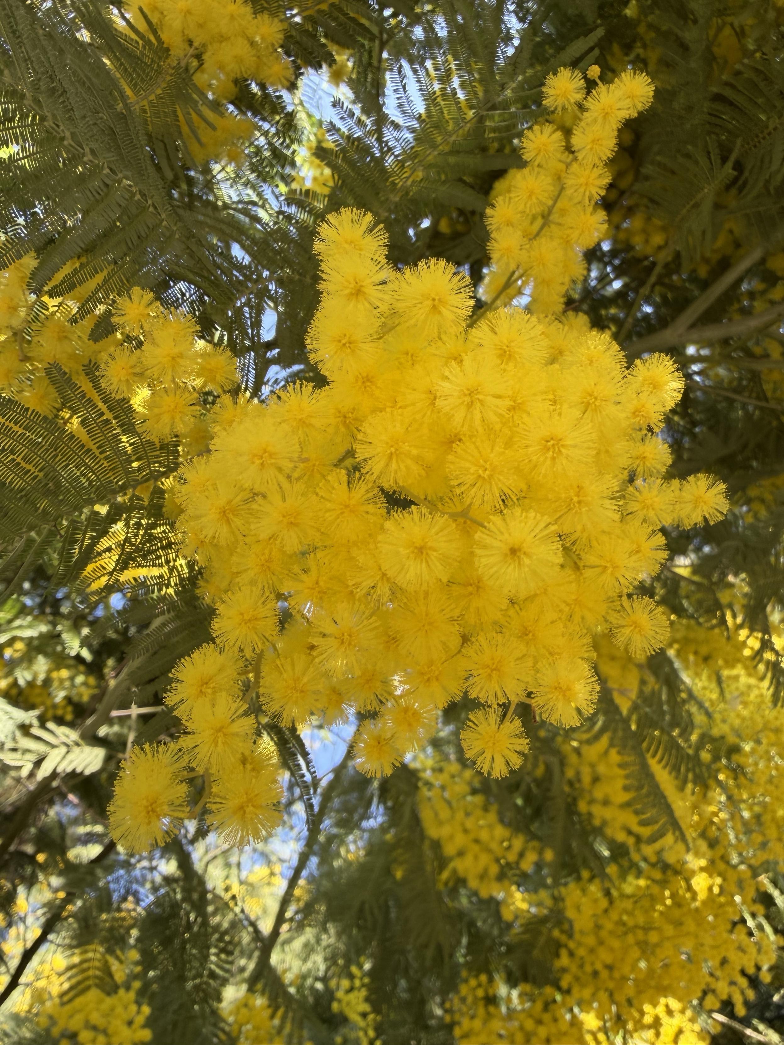 A shot of mimosa bloom in shadow. Yellow fluffy balls of the bloom seem very lightweight and fragile. There is visible pollen grains on the ends of every thread of each stamen