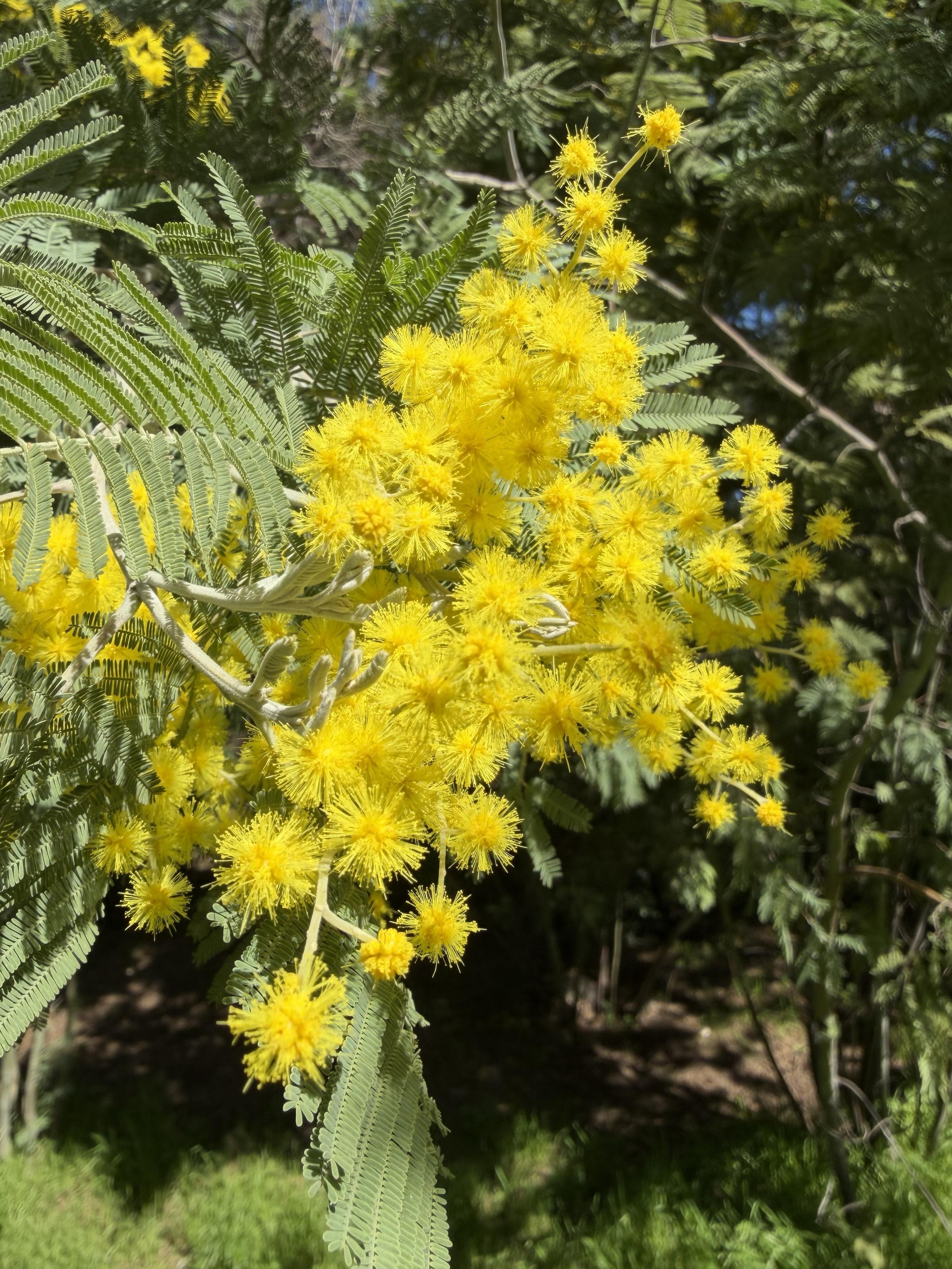 A close shot of somewhat smaller mimosa bloom covered in polen