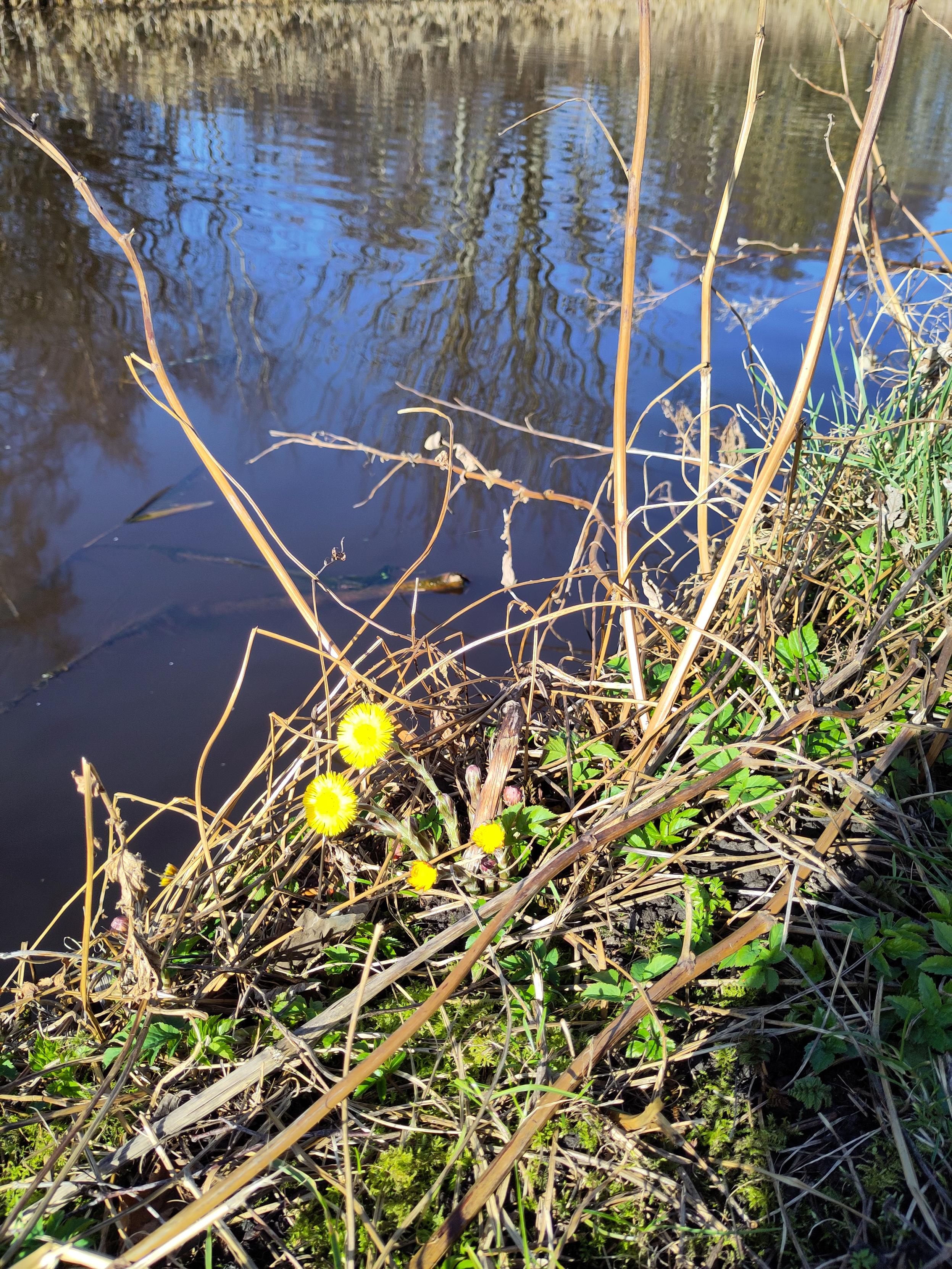 Leskenlehti kukkii kanavan varrella.