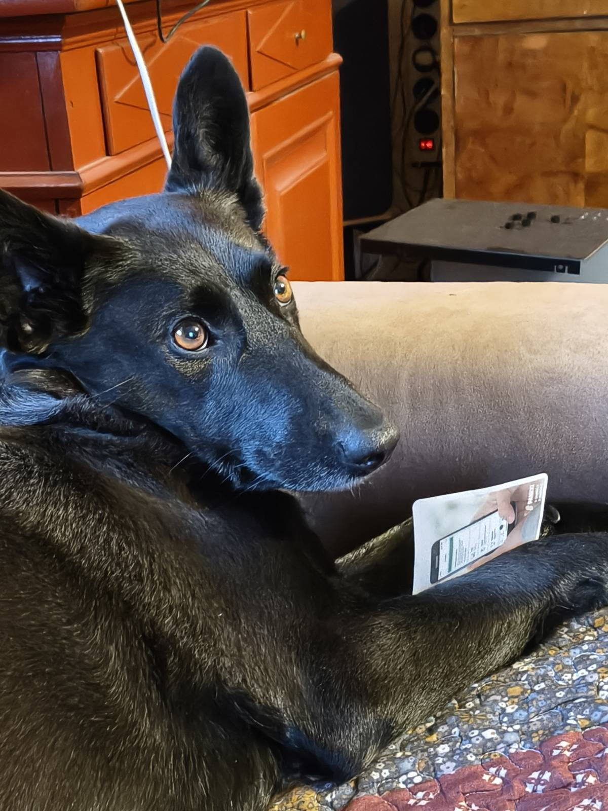 Seiskarinkoiratyttö Martta pitää pankin tunnuslukutaulukkoa etutassujen välissä.