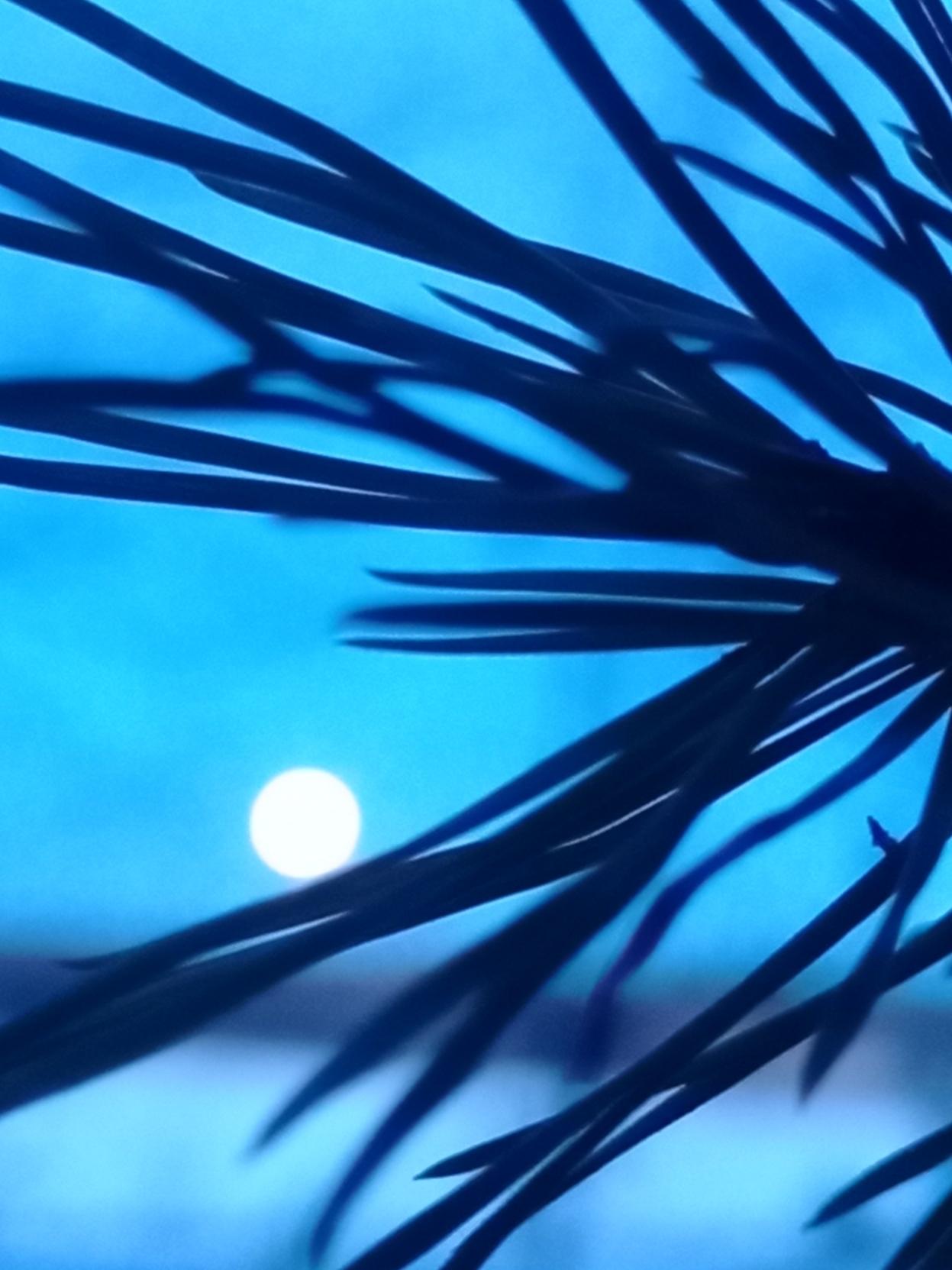 Täysikuu paistaa alhaalta läheltä kuvattujen männyn neulasten välistä.
Maaliskuinen taivas ennen auringon nousua on vaalean sininen.