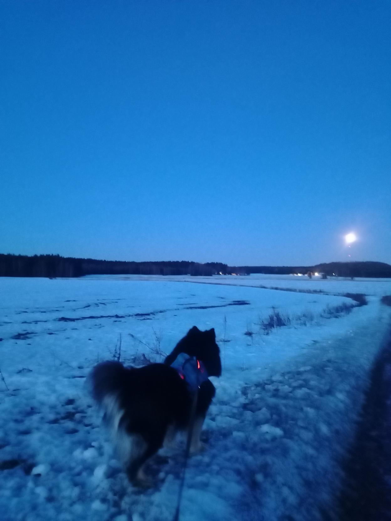 Keväinen peltomaisema maaliskuussa ennen auringon nousua. Lumi on alkanut sulaa pelloolla ja peltojen keskellä kulkevan tien penkalla seisoo sinisissä valhaissa lapinkoira ja katsoo kaukaisuuteen. Täysikuu loistaa matalalla.
