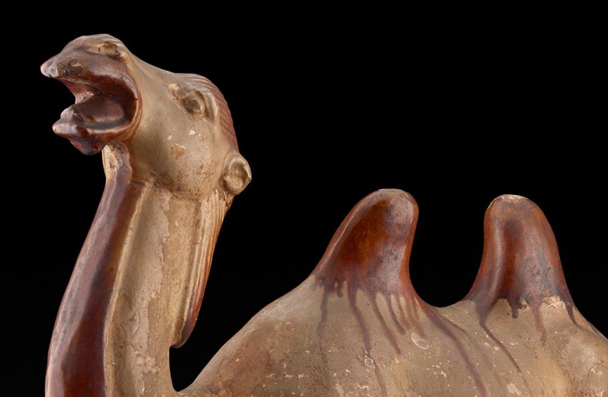 Mustalla taustalla ruskea savipatsas lähikuvassa. Patsas esittää kaksikyttyräistä kamelia, joka mylvii pää koholla. Patsaassa on kiiltävää lasitetta, joka on jättänyt valumisjälkiä kamelin kahdelle kyttyrälle. Lähikuvassa kamelista näkyy vain pää ja kaula sekä selkä kyttyröineen.