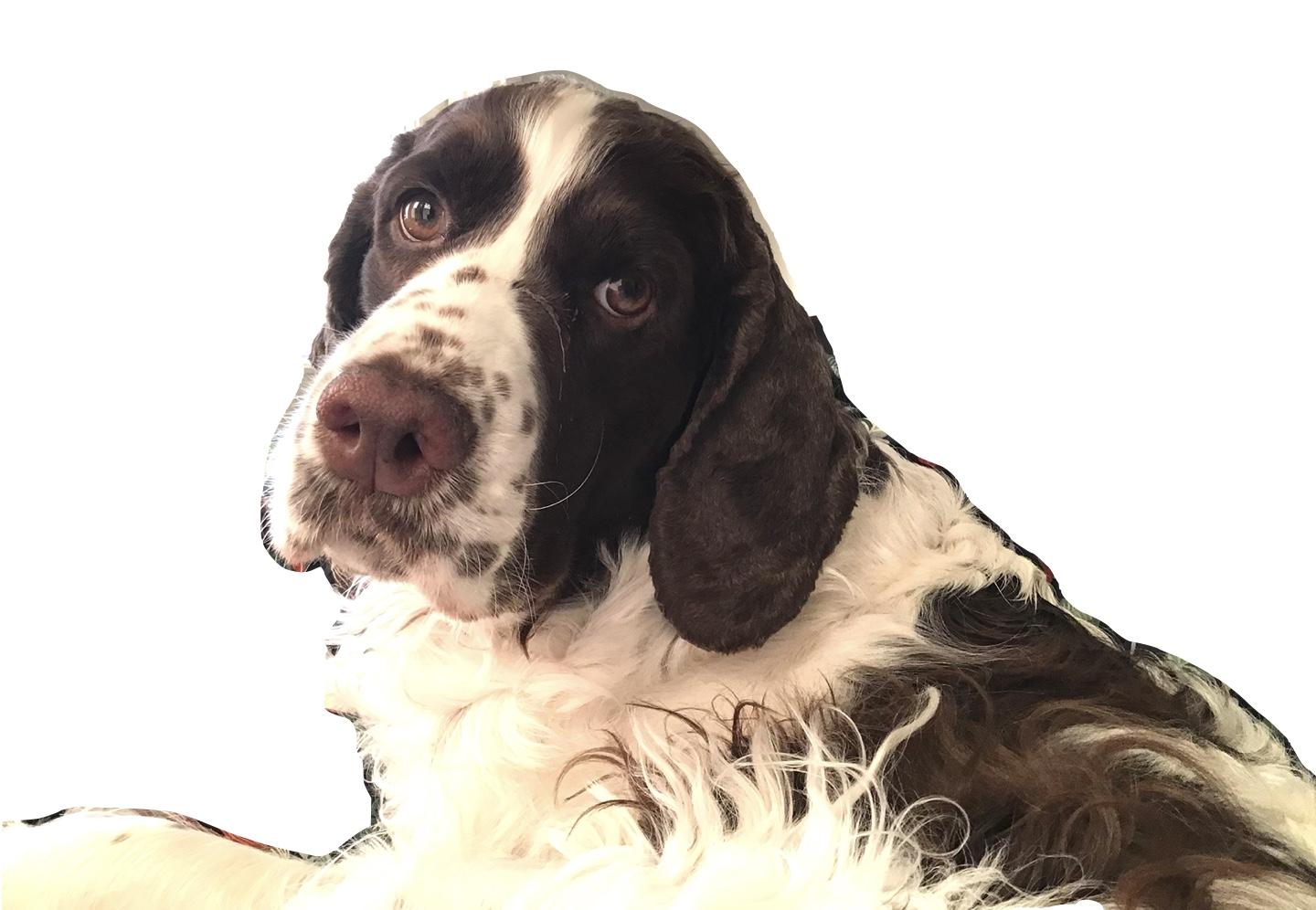 ruskeavalkoinen springerspanieli katselee kohti kameraa makoiluasennossa