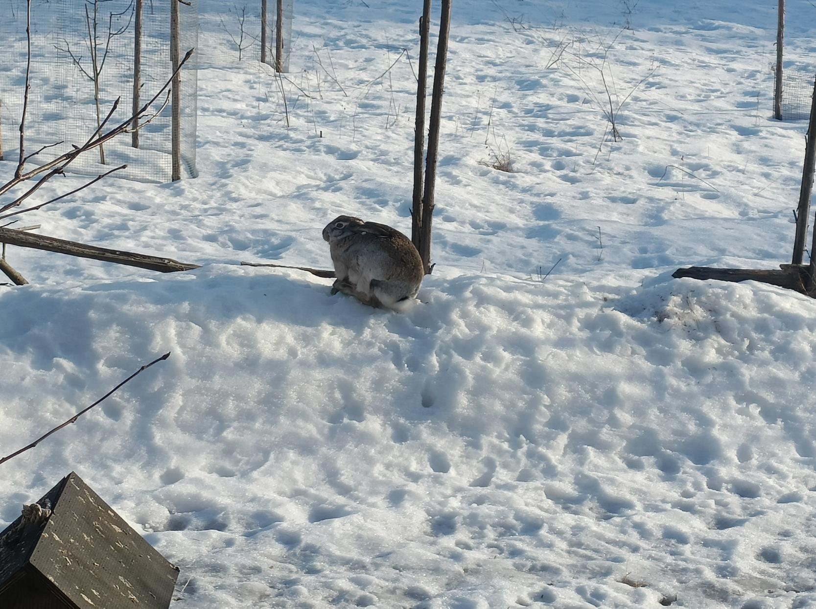 Rusakko istuu hievahtamatta lumikasan päällä.