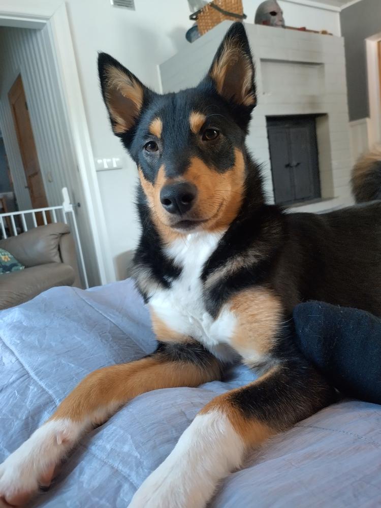 Valokuva: lapinporokoira Riimu makaa sängyllä ja katsoo kameraan suurilla korvillaan