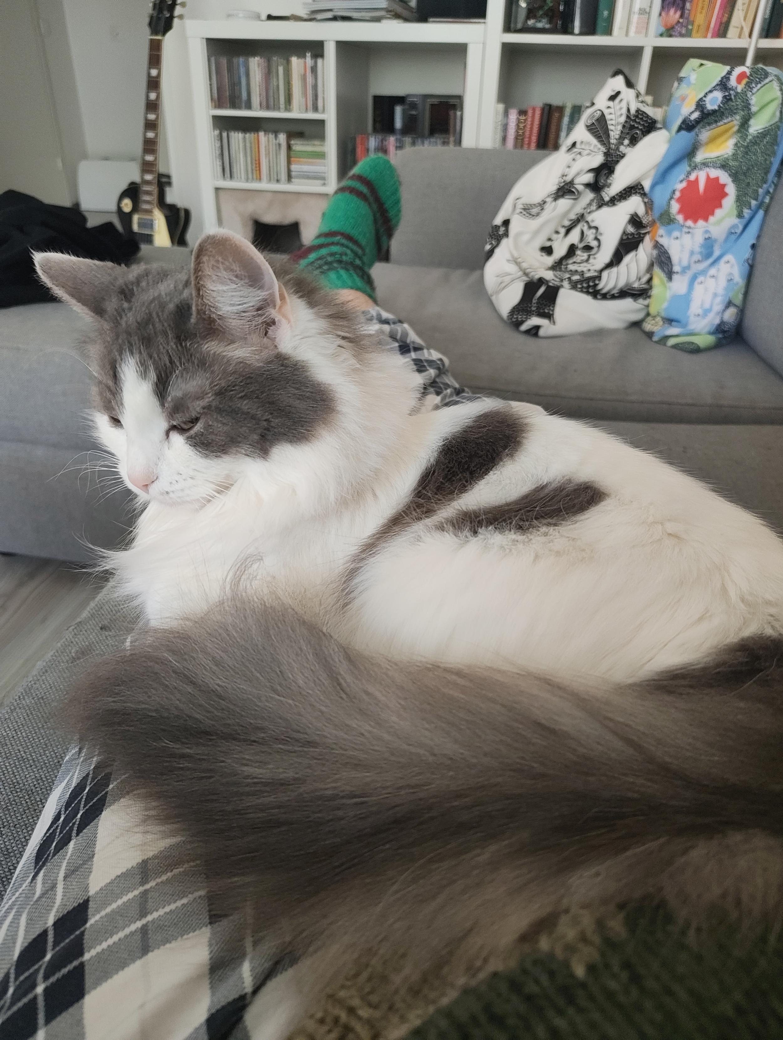 Puolipitkäkarvainen valko-harmaa kissa lepää sohvalla ihmisen jalkojen päällä silmät puoliummessa.