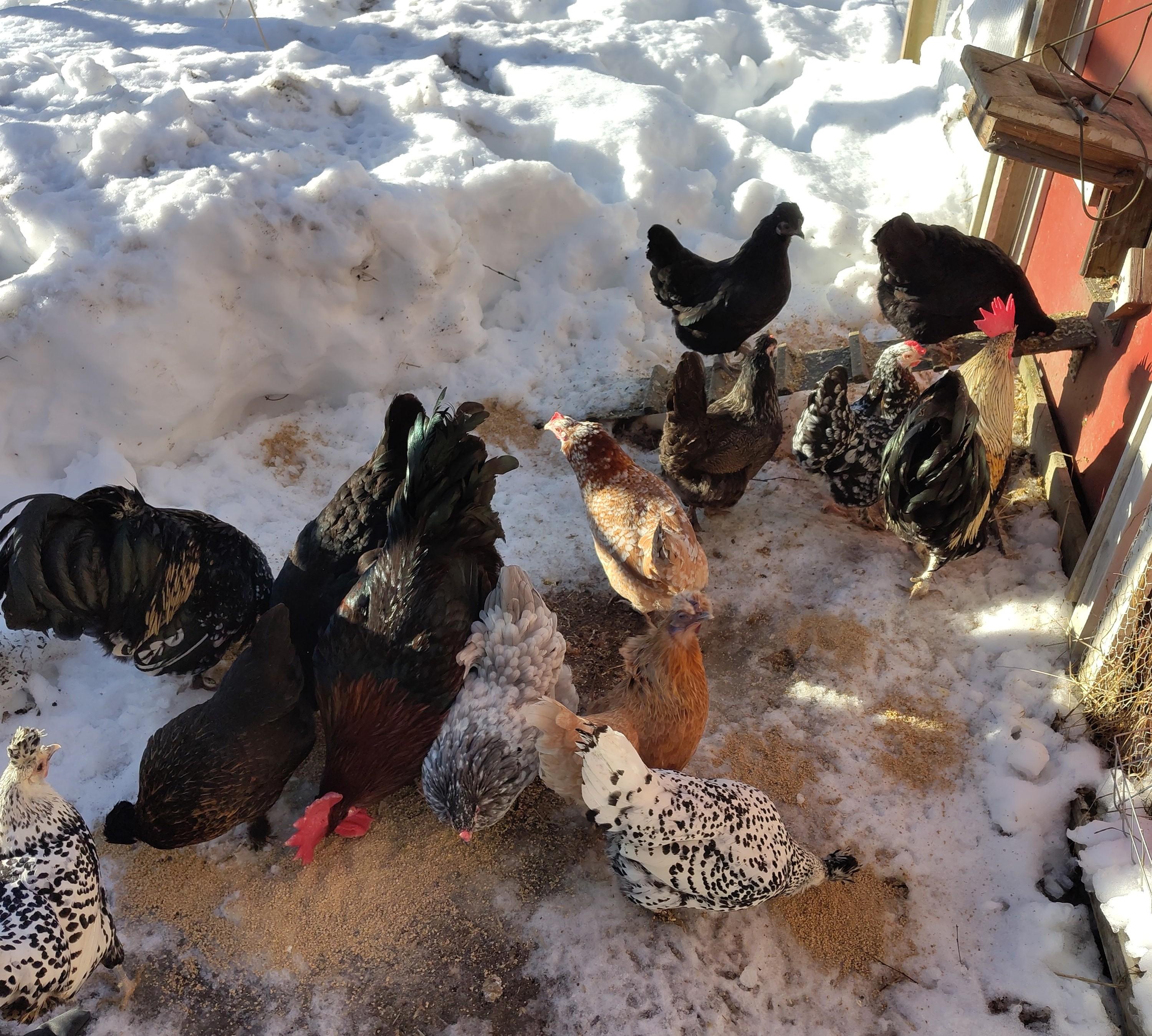 Kanoja ja kukkoja syömässä rehua lumella.