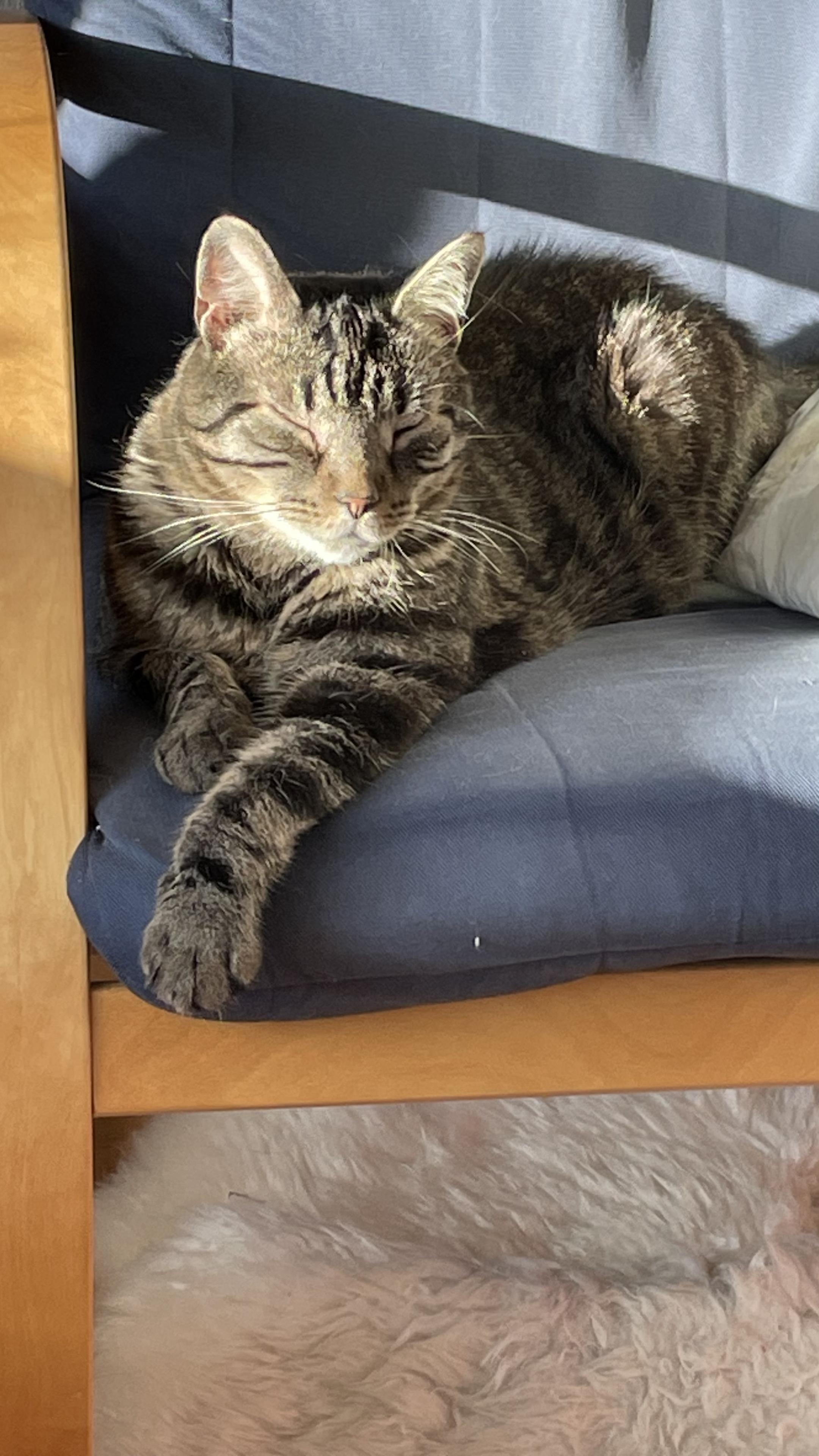 Musta-ruskearaidallinen kissa sinisessä nojatuolissa etutassu ojentuneena. Aurinko paistaa.