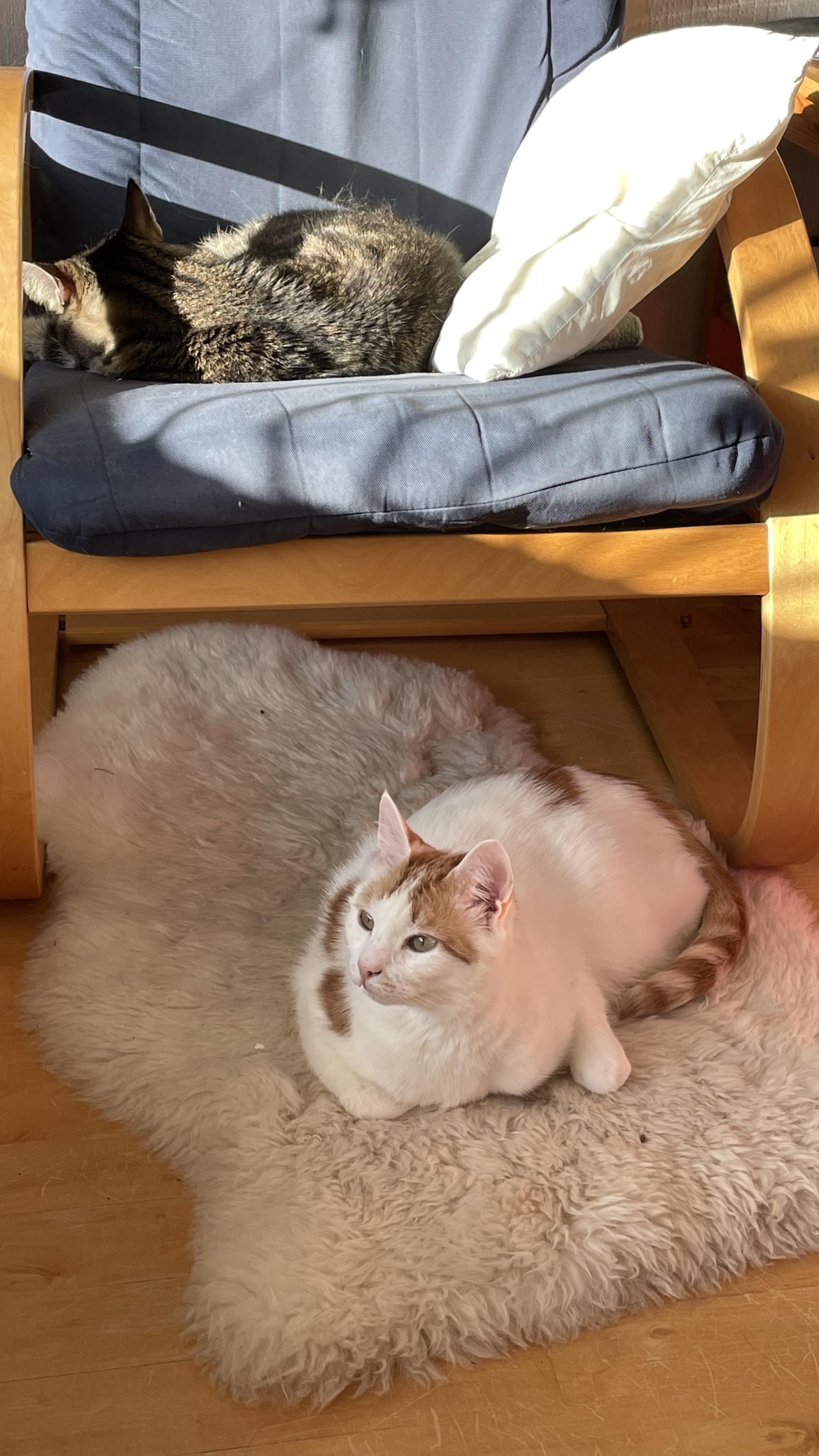 Kaksi kissaa, vaalea lattialla valkoisen lampaantaljan päällä, musta-ruskearaidallinen kerällä sinisessä nojatuolissa. Aurinko paistaa.