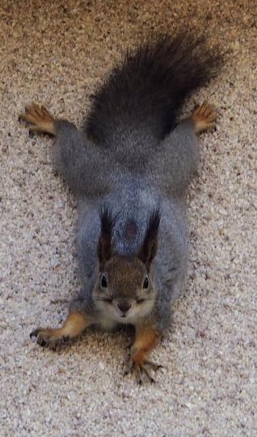 Orava pää alaspäin karhealla seinällä, suoraan kameraan tuijottaen