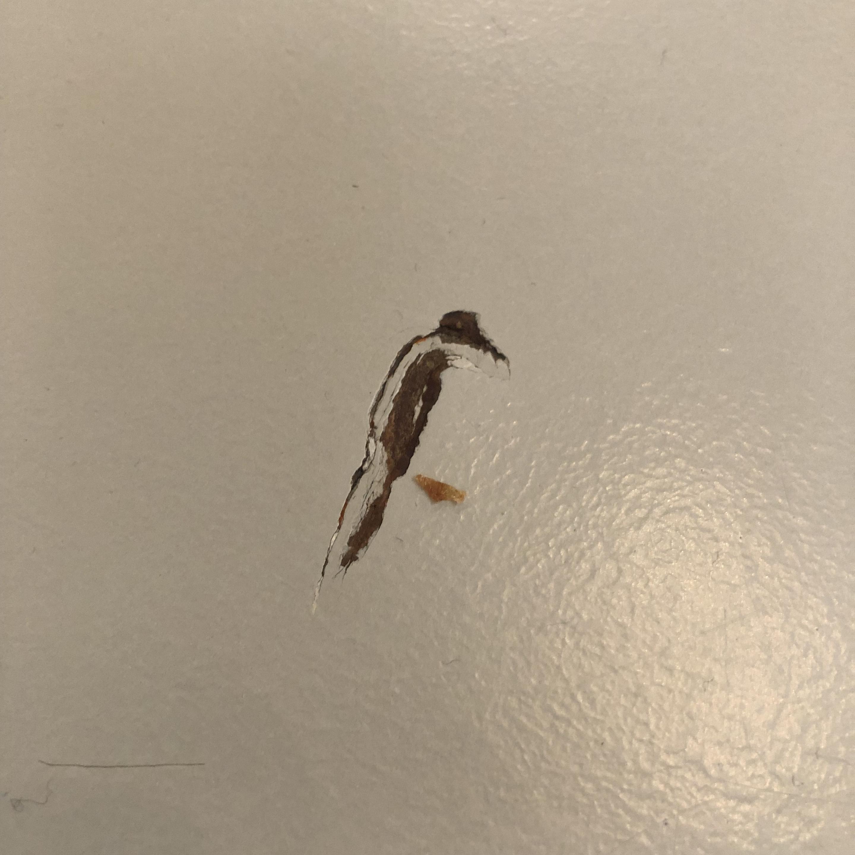 Off-white painted surface of a table, with a scratch that looks like a black/dark brown and white bird with a longish tail and an orange leg.