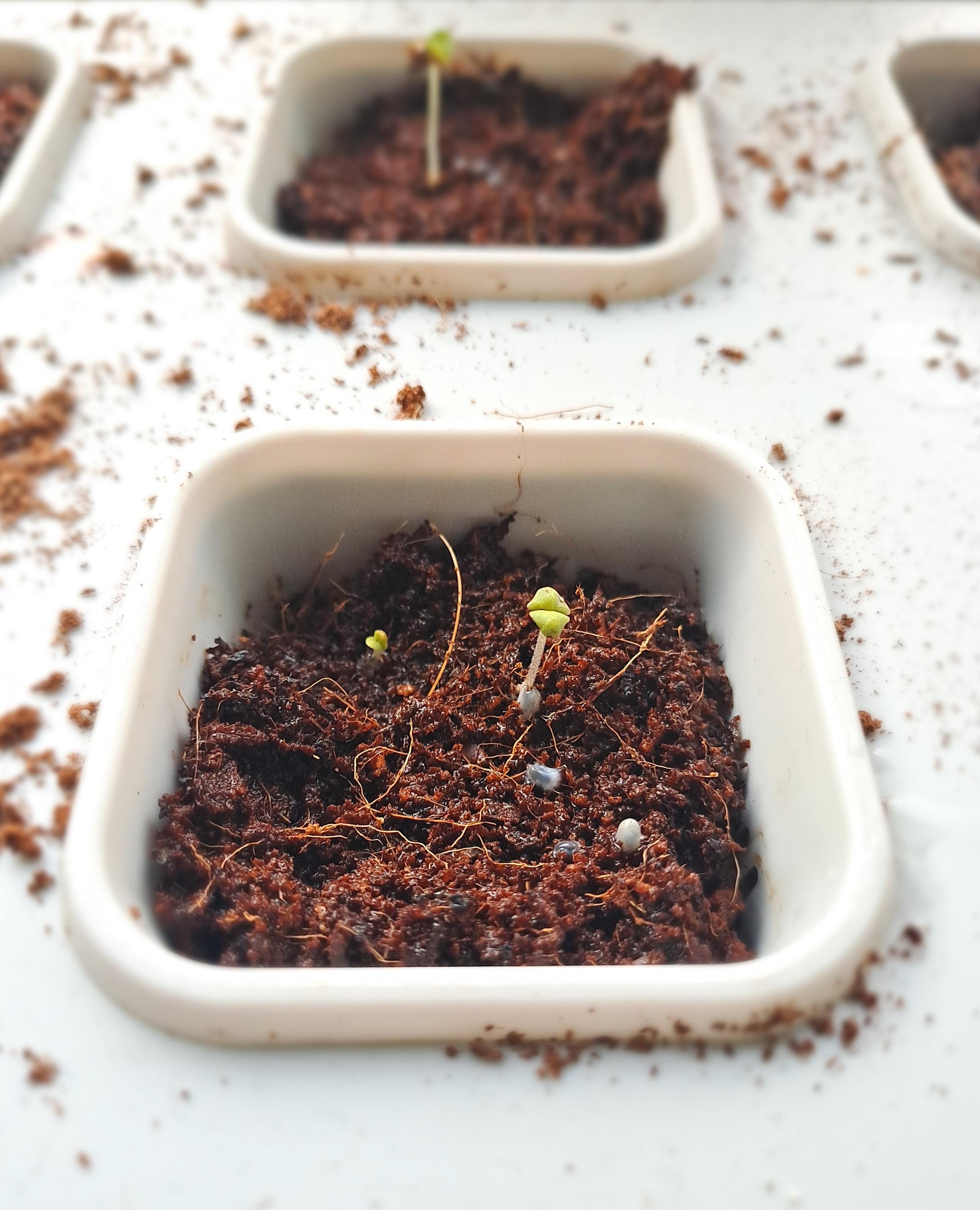 Kuvassa vesiviljelylaatikko, jossa näkyy basilikan siemeniä kookoskuidussa. Osa siemenistä on itänyt ja muodostanut ensimmäiset sirkkalehdet.