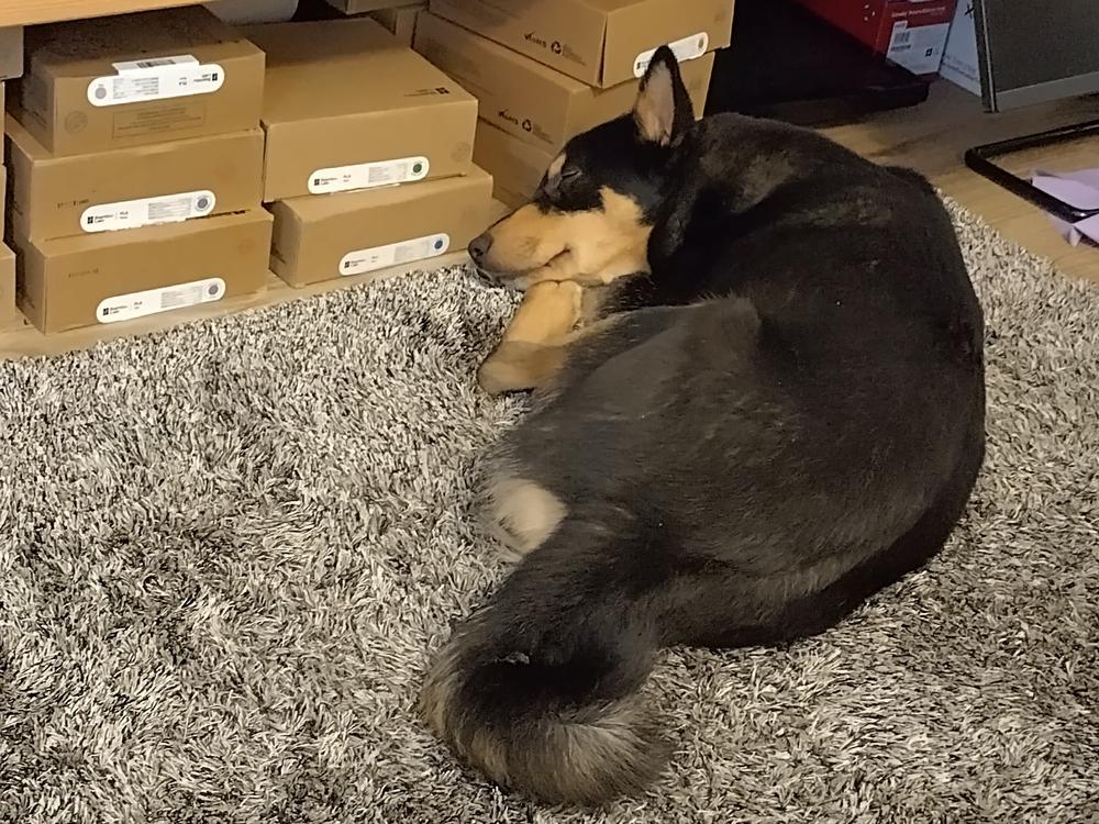 Photograph: lapponian herder Riimu (Rune) sleeping comfortably on a rug
