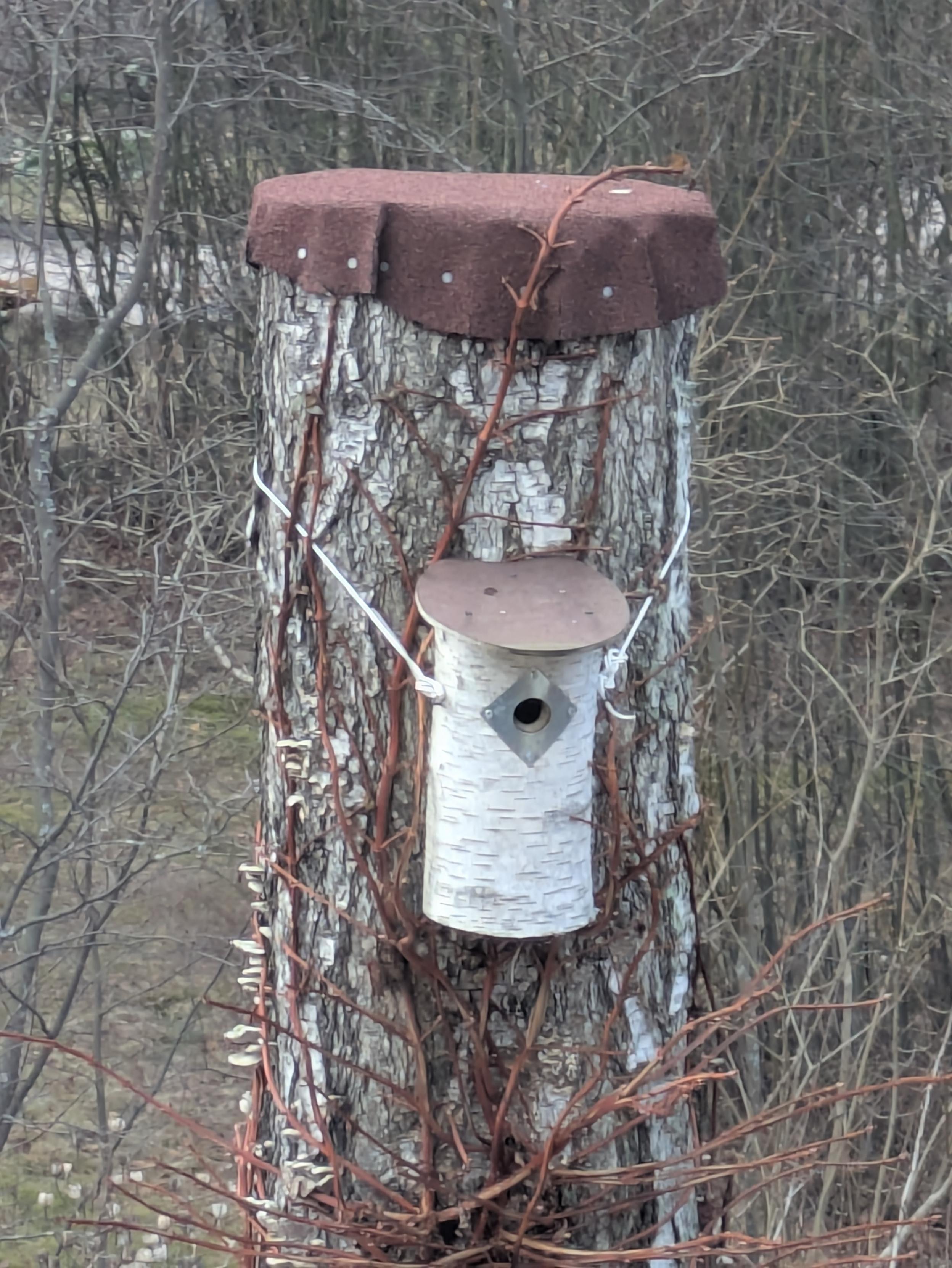 Katkaistu koivu, jonka tolpan päässä huopakatto ja linnunpönttö