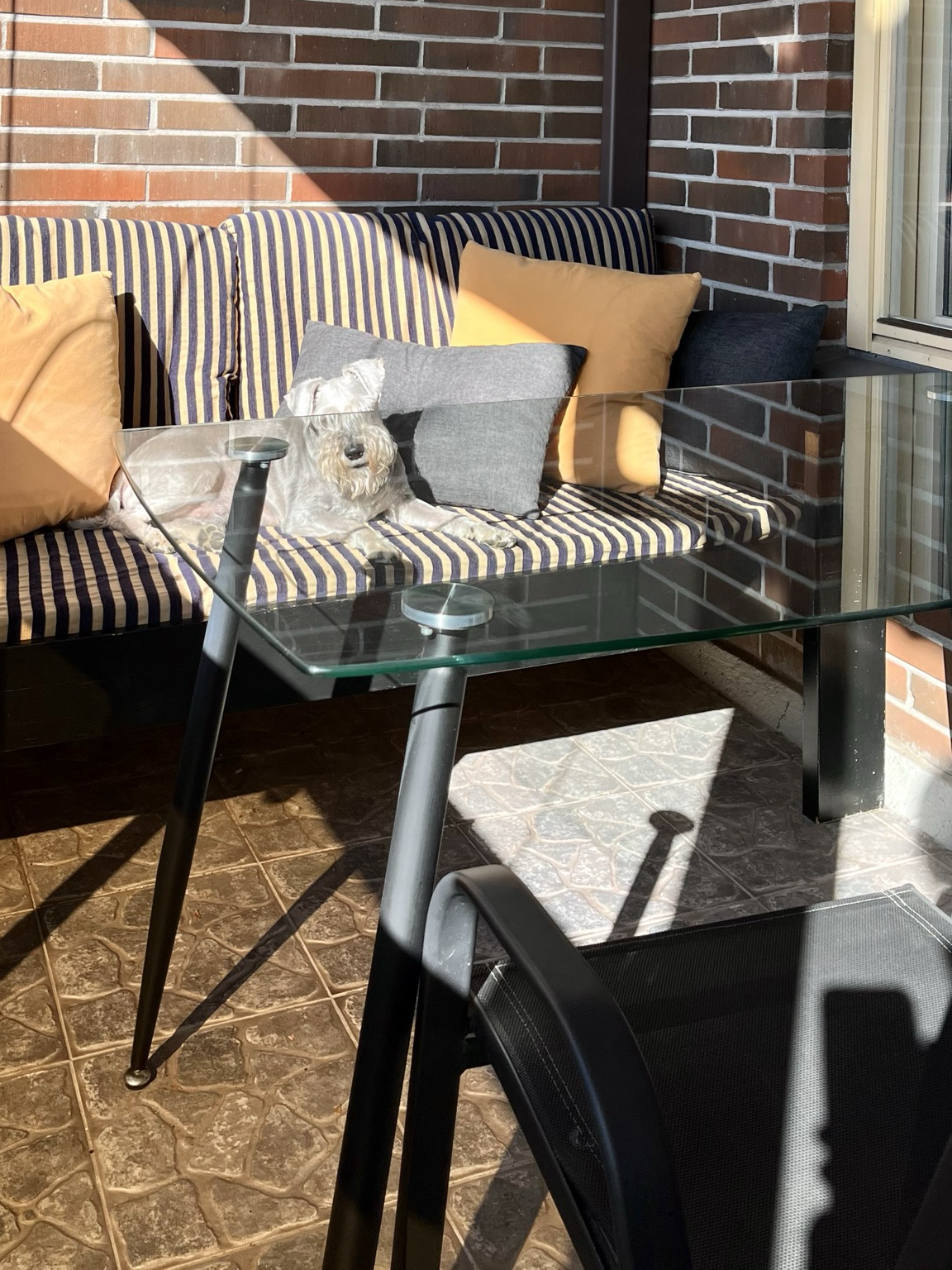 Koira on vallannut aurinkoisen paikan parvekesohvalta.