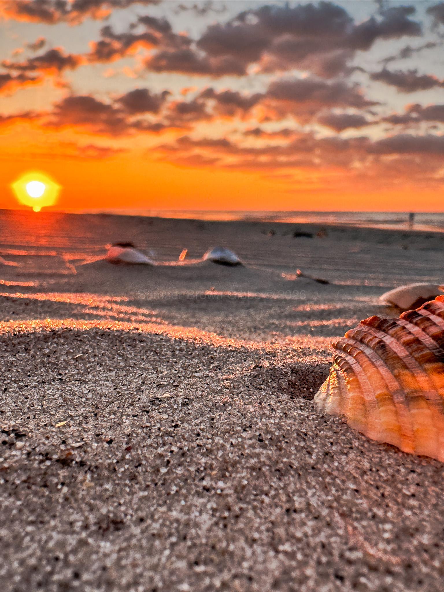 morning sun bleeding in background, sand and shell in foreground, ocean to the right
