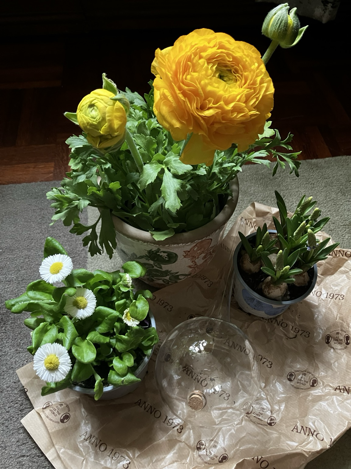 kaunokainen, jaloleinikki, helmililjaa ja uusi kastelupallo