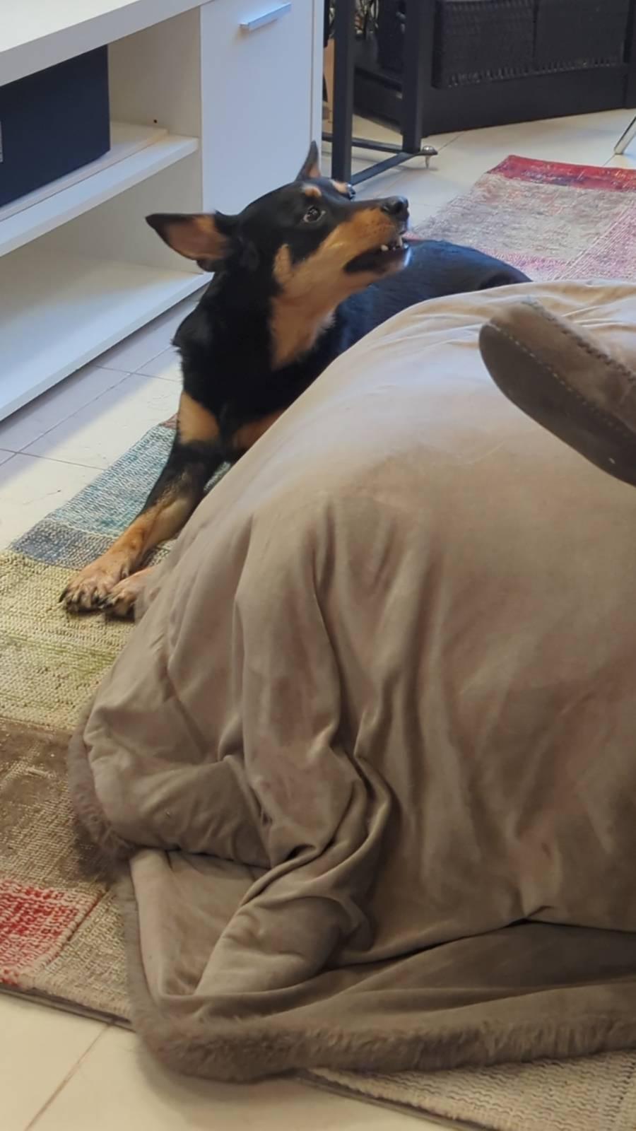 Venna-koira makoilee lattialla ja örisee jotain todella tärkeää asiaa. Venna on australiankelpie.