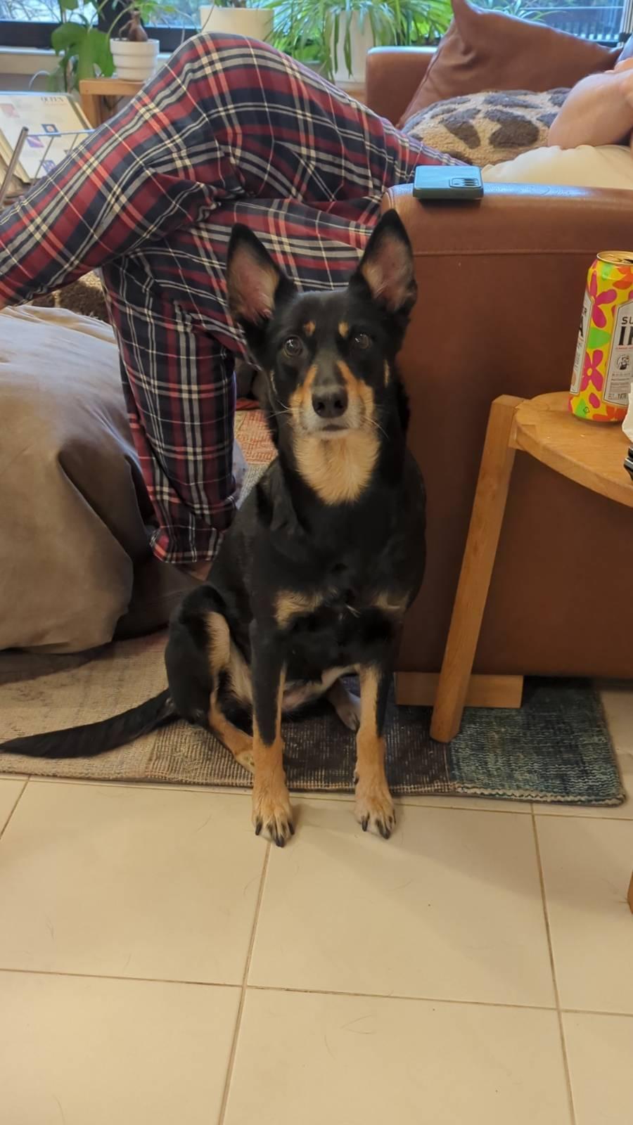 Alkuperäinen kummikoira Nita istuu ja tuijottelee kameraan korvat pystyssä. Nita on australiankelpie.