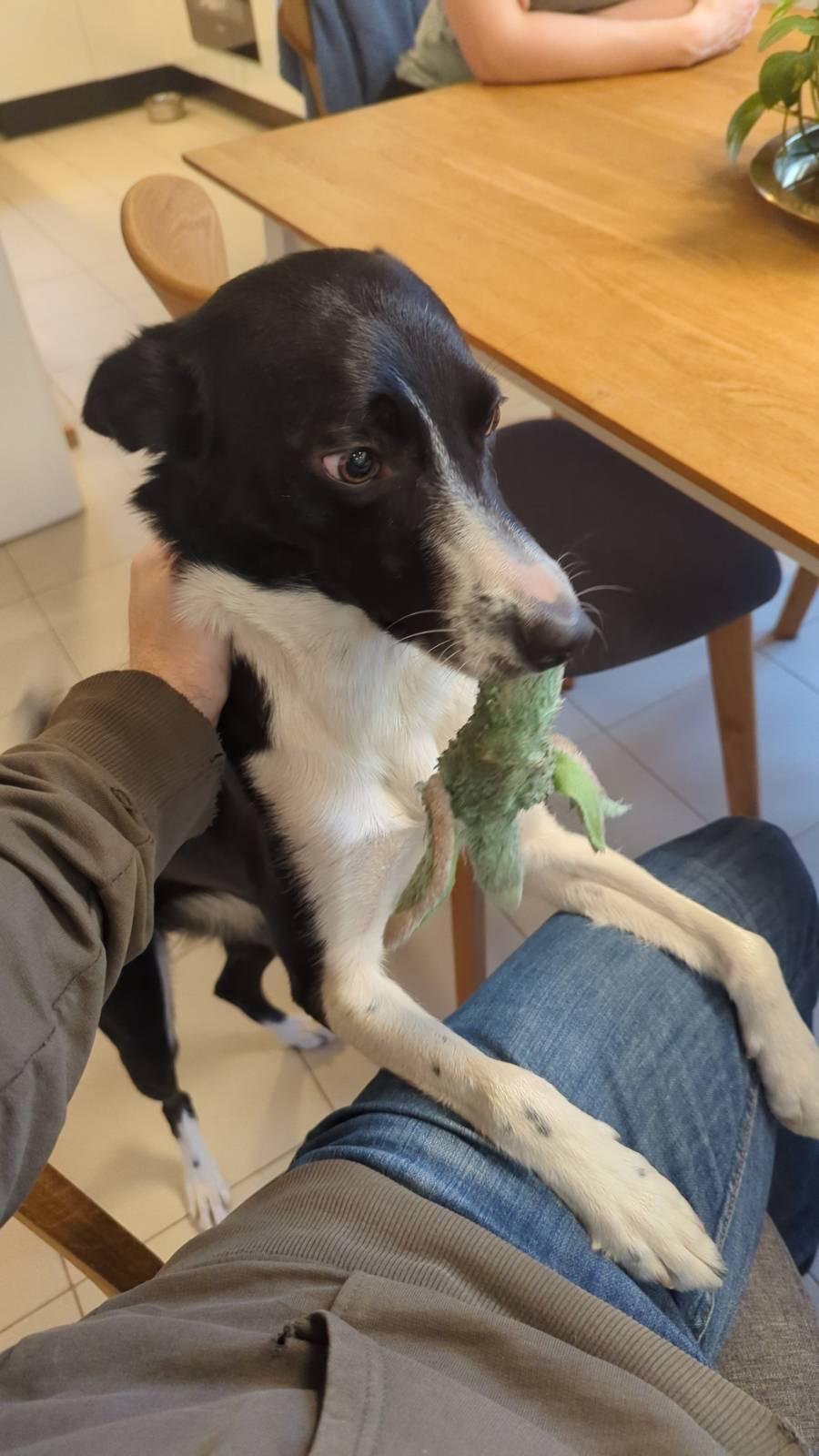 Lauman tuorein tulokas, bordercollie Indi, on noussut minun jalan päälle ja esittelee vihreää leluaan.