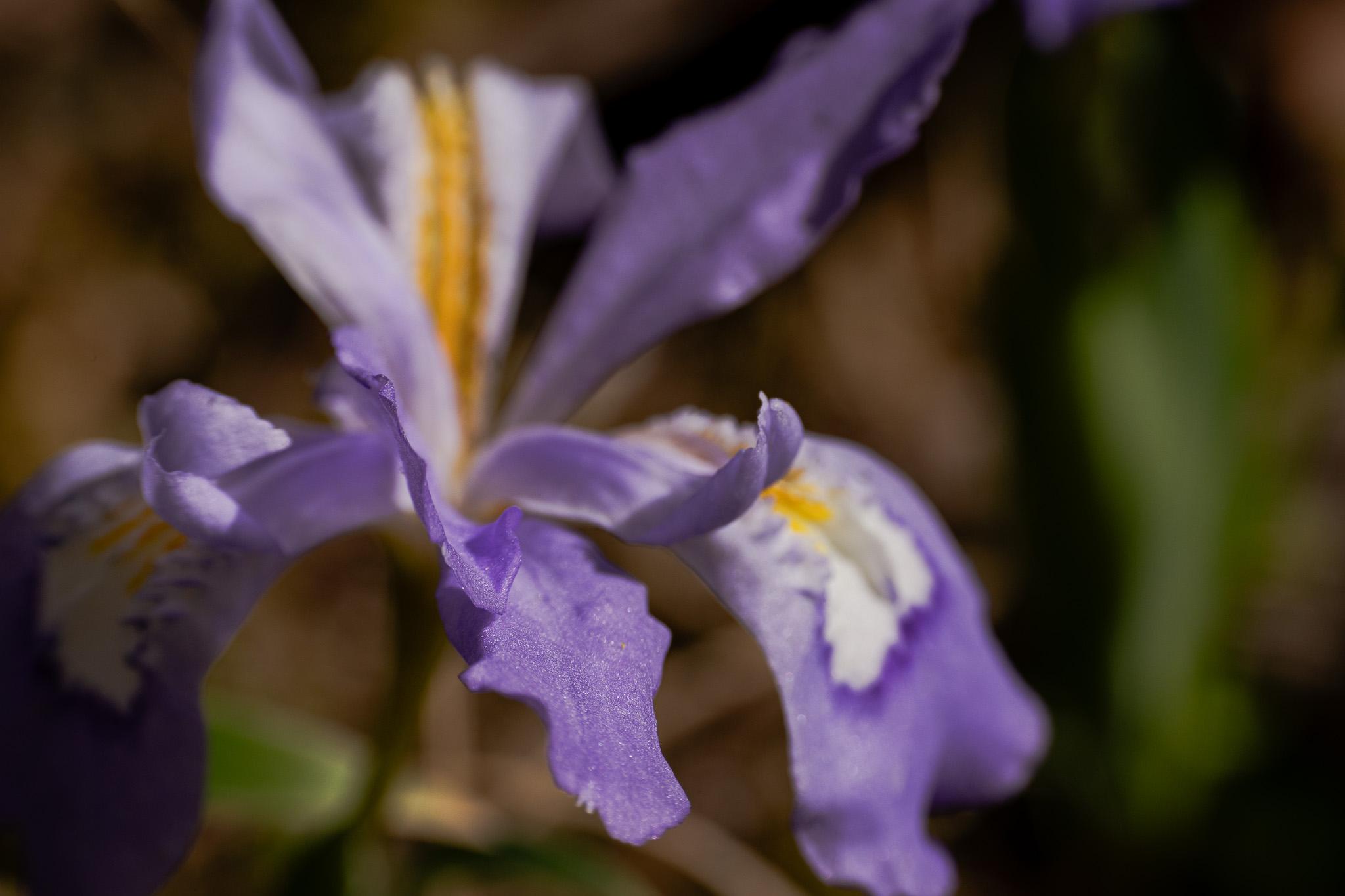 close-up of a walking iris (yellow gold, purple, and white) — one petal curls toward the viewer like an invitation