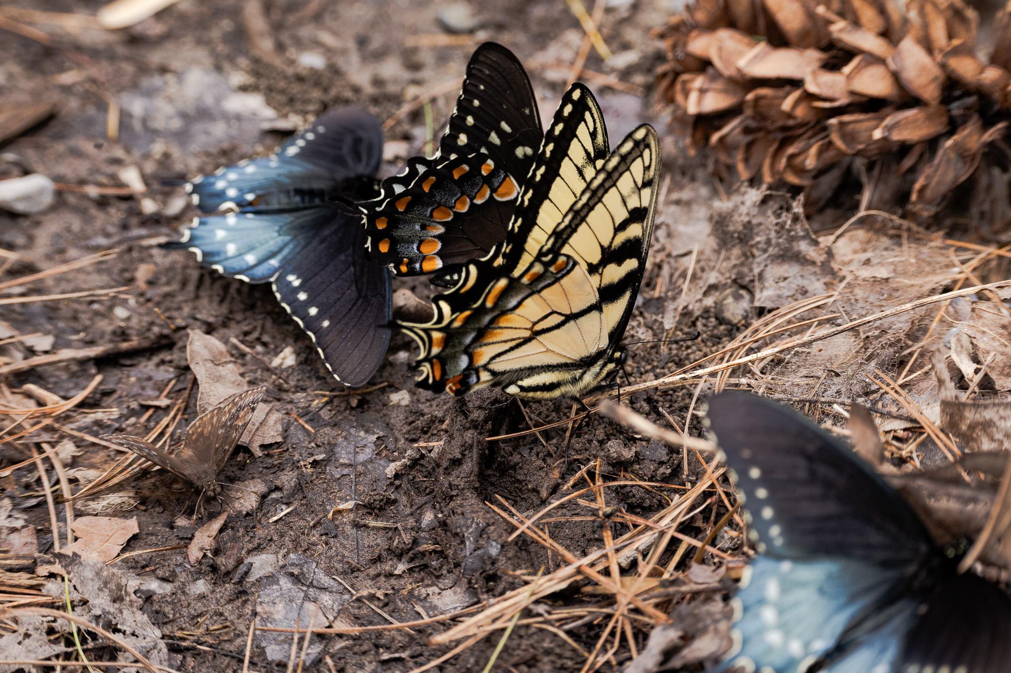 group of tiger swallowtail and blue morph butterflies on a forest floor