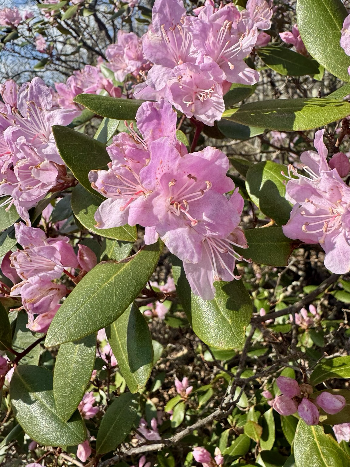 Bright light-pink mountain azalea blossoms in harsh setting sun in the Appalachians. Long, green leaves anchor the many clusters of flowers