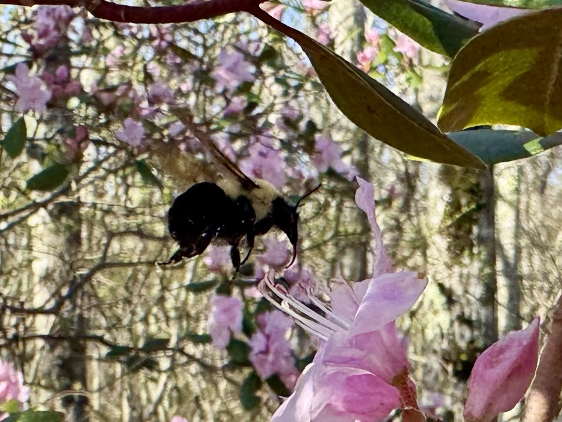 Bumble bee landing in azalea bloom in Appalachians