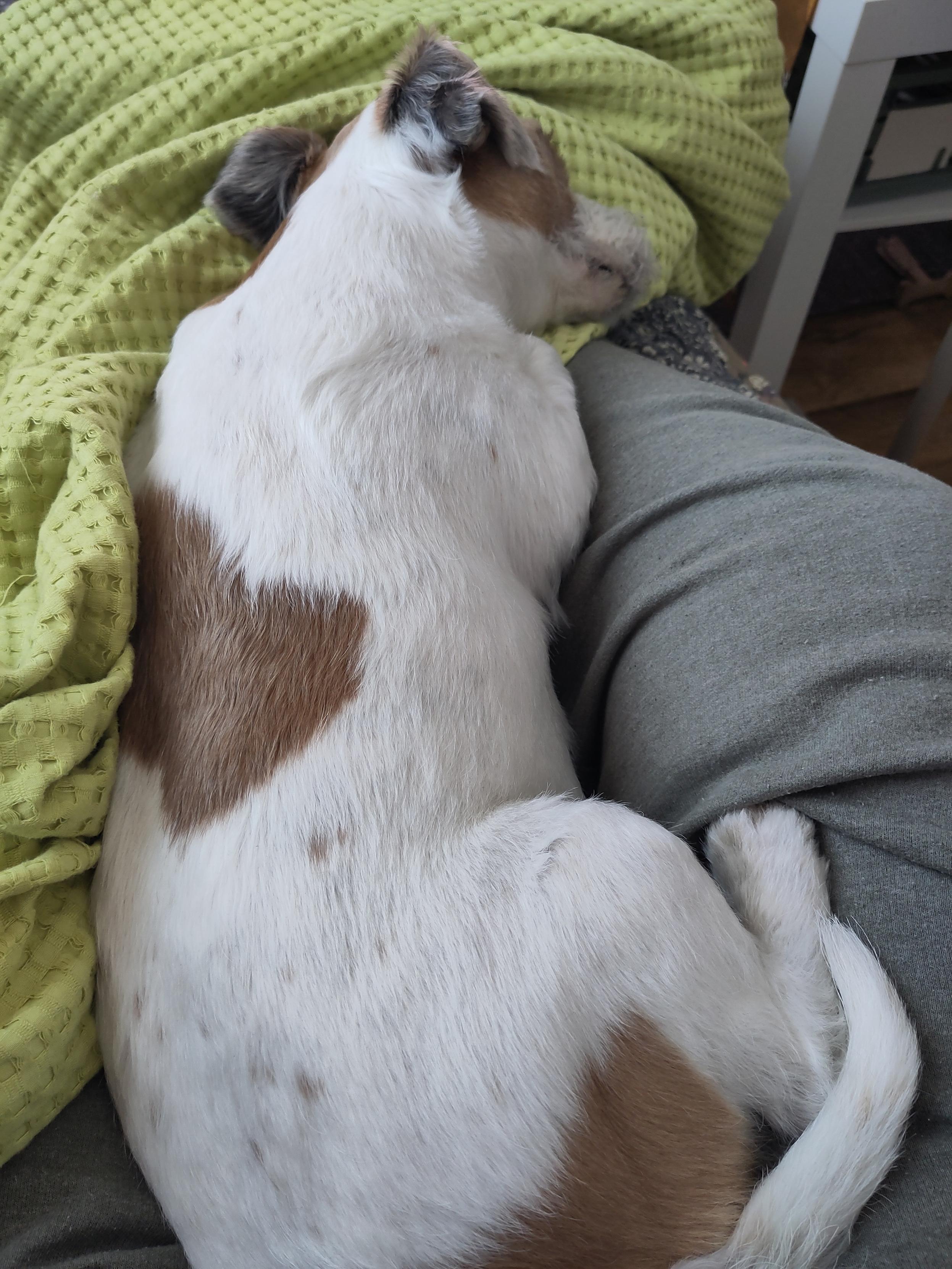 Jackrussellinterrieri makaamassa jalkojeni päällä