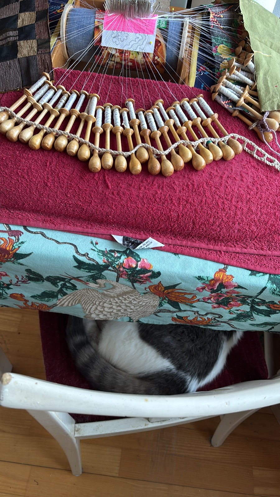 A white and grey cat on a chair under a table, with a bobbin lace pillow on top of the table covered with many many bobbins, lace in the works