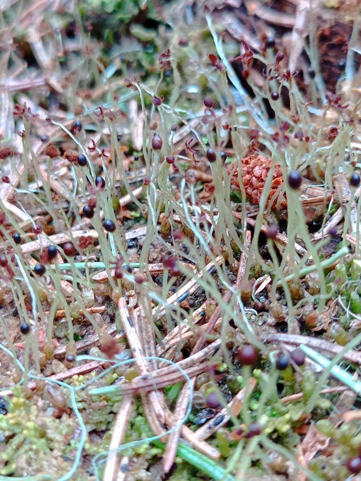 Sirokorallisammalen itiöpesäkkeitä