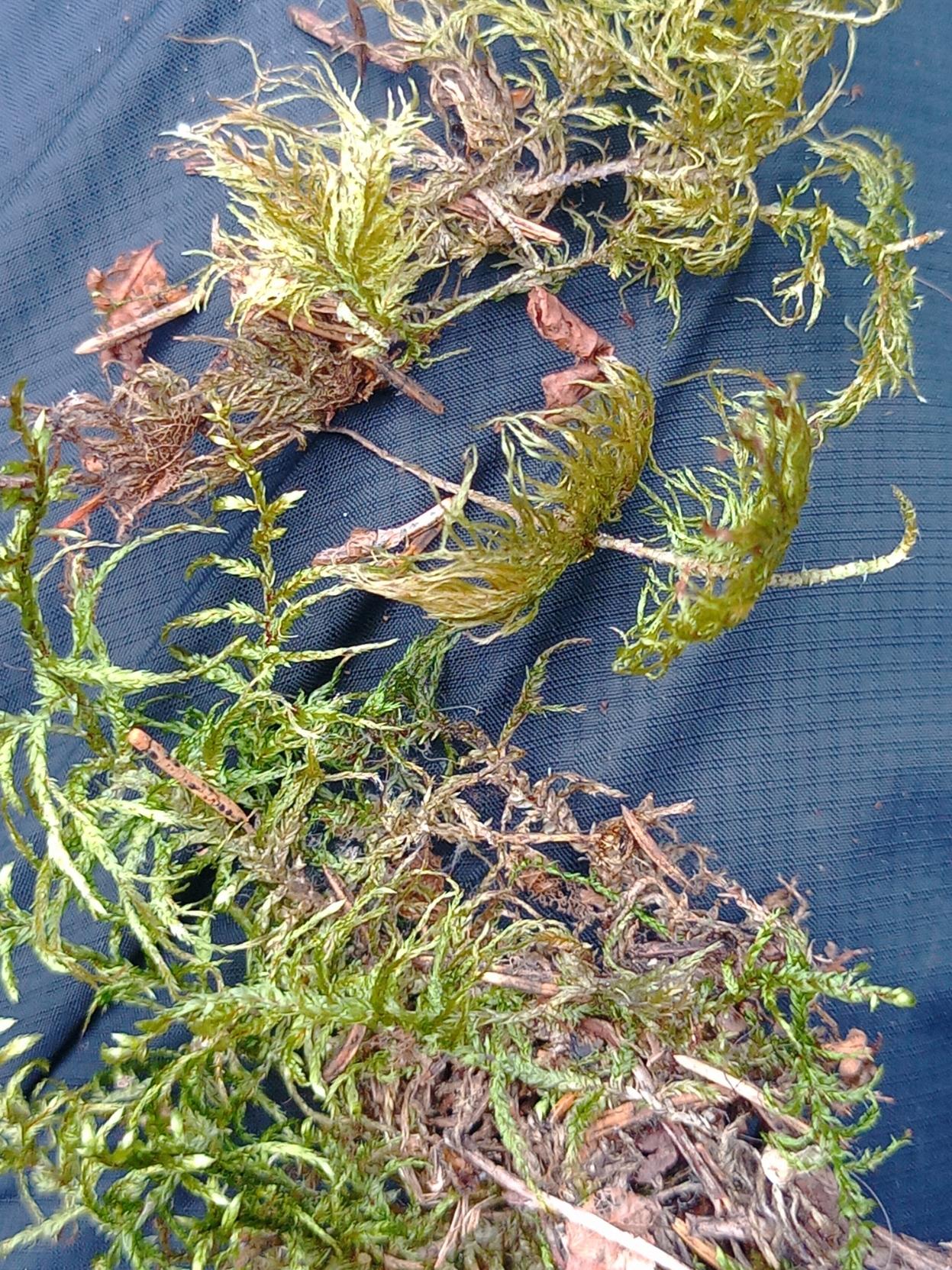 Kerrossammal ja seinäsammal