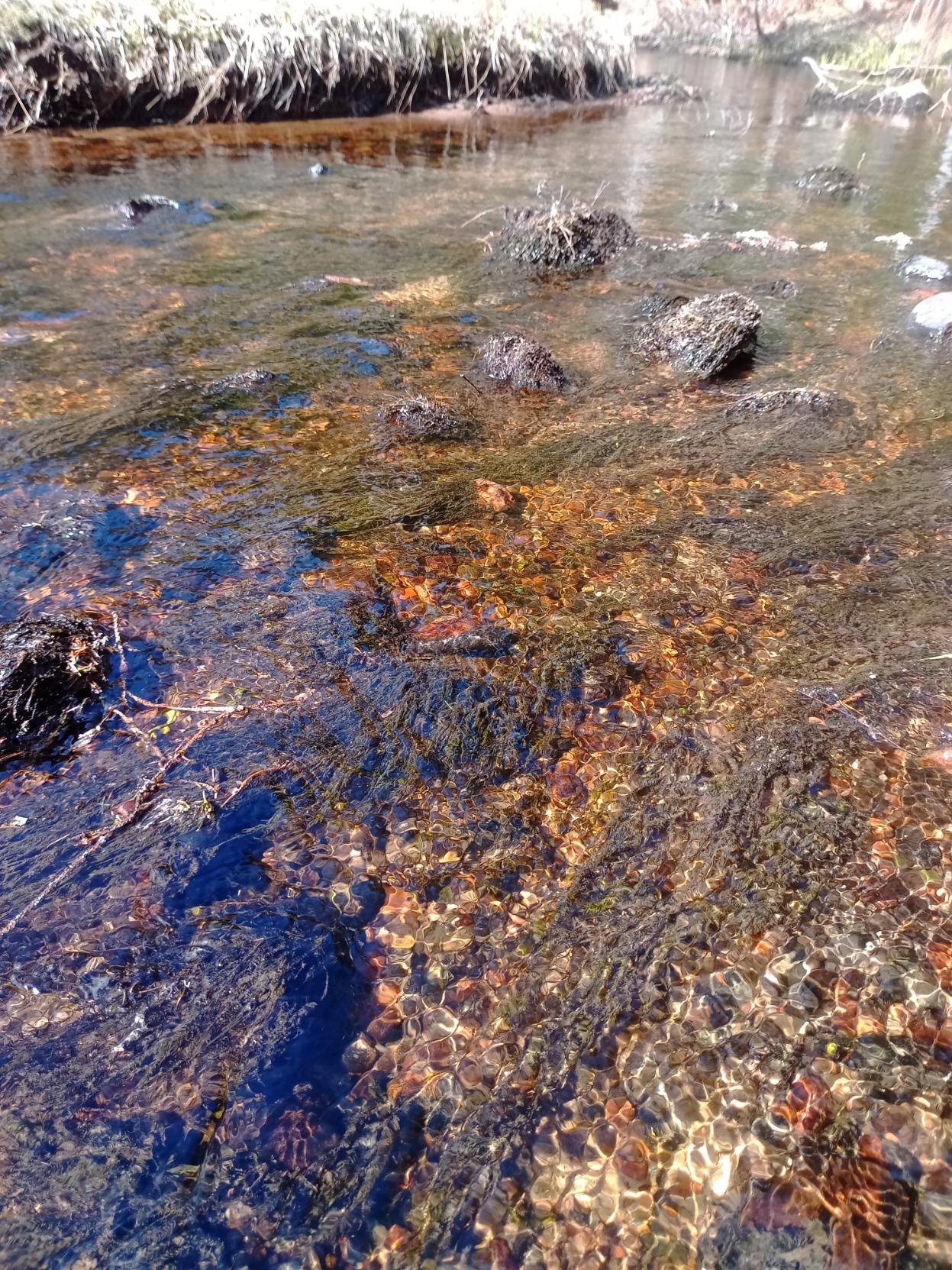 Ainakin isonäkinsammal ja joku muu, joka jäi tunnistamatta.
