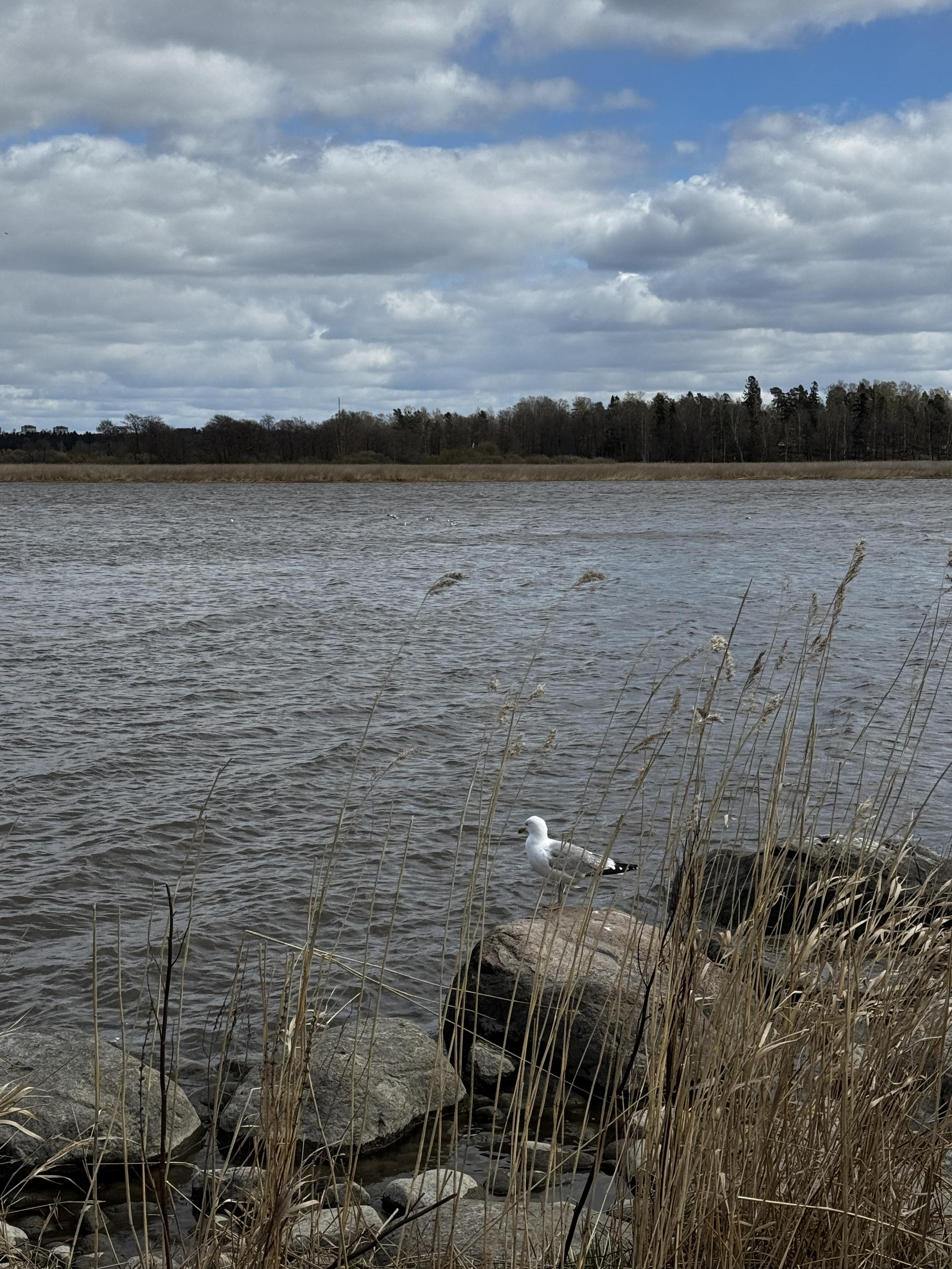Lonely seagull on a rock, a cold sea, trees in the background, clouds in the sky. It looks cold.