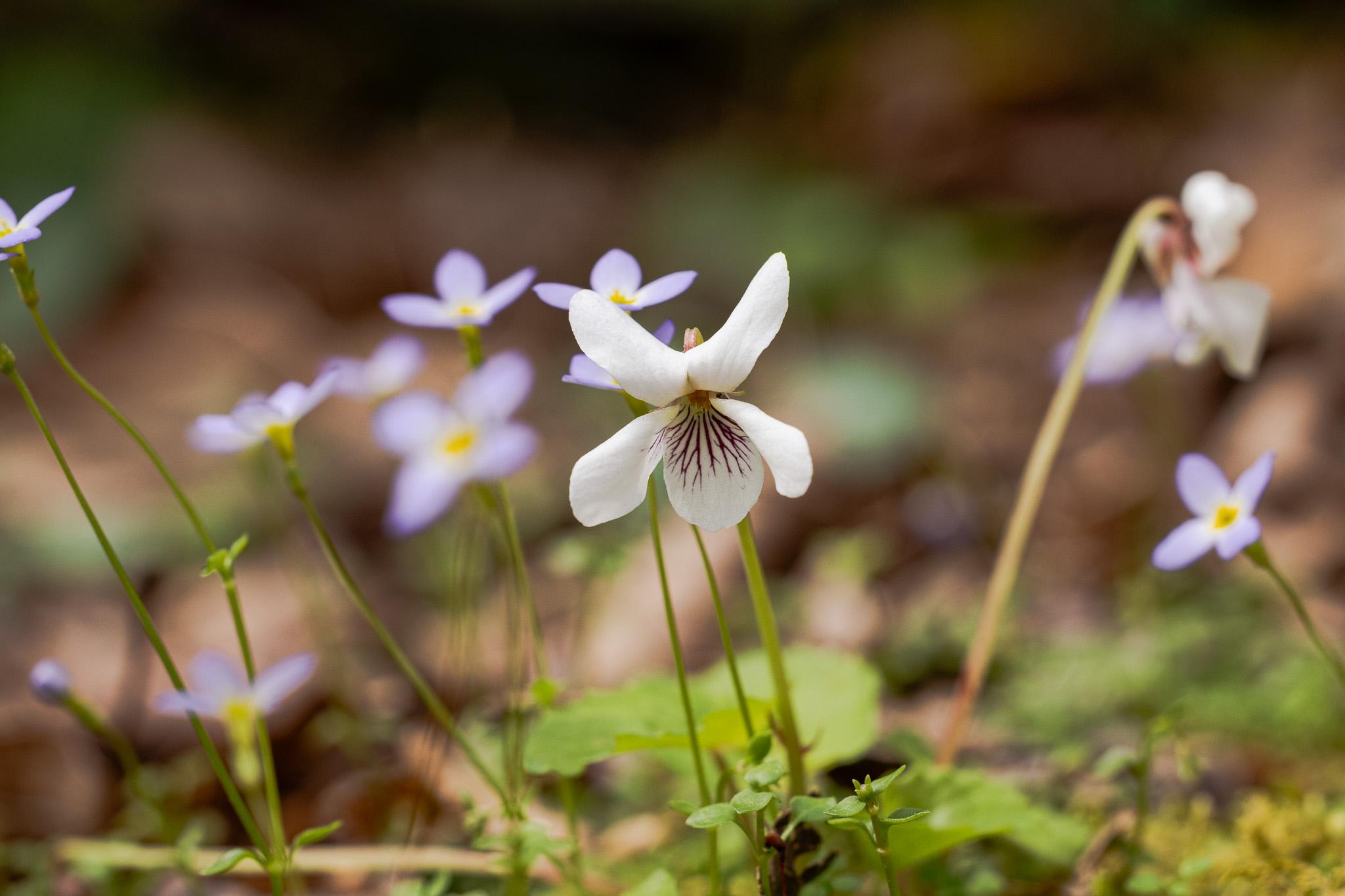 bluets surround her
white violet shines like the moon 
casting through the last storm clouds