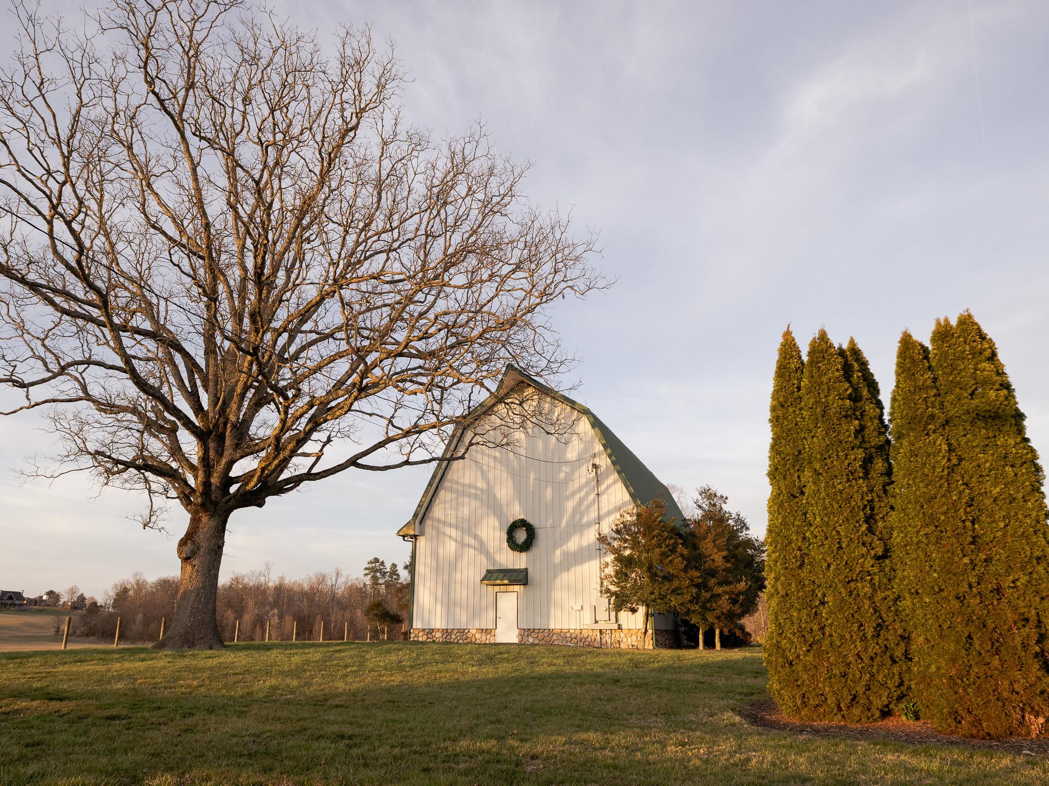 A bare tree in early spring casts its complete shadow against a white barn facade. The light is golden, made so by the setting sun. A small grove of tall gold-green cedars stand guard on the right.