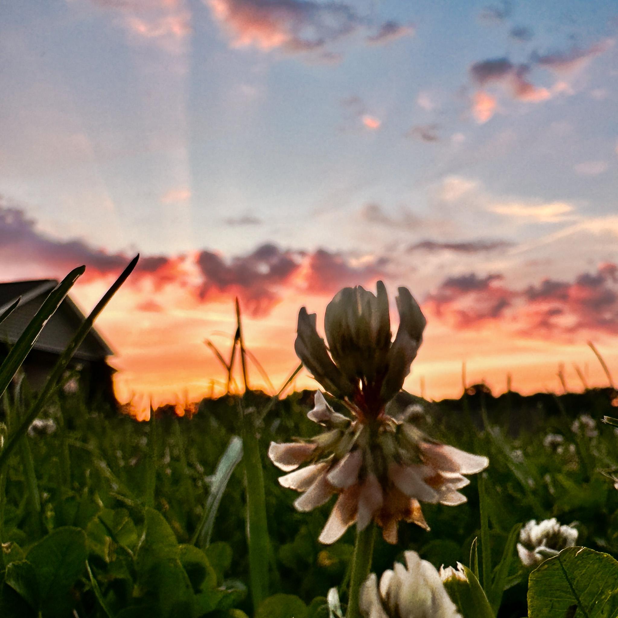 clover flower in foreground with setting sun in background
illustrious shades of oranges, pinks, blues
deep lavendar-lined clouds
beauty everlasting