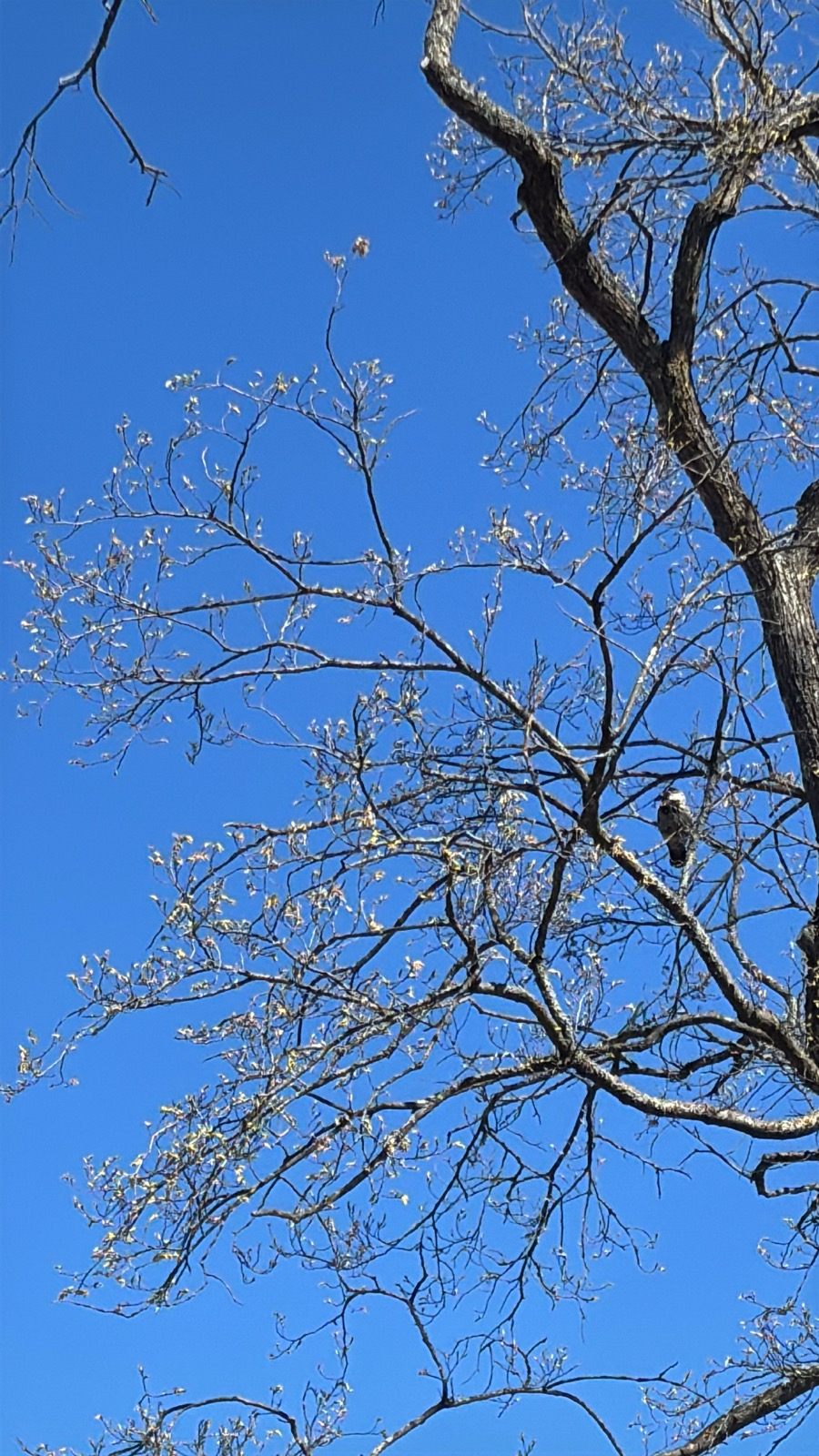 Tree branches just beginning to make leaves, a crow sitting on one of the branches