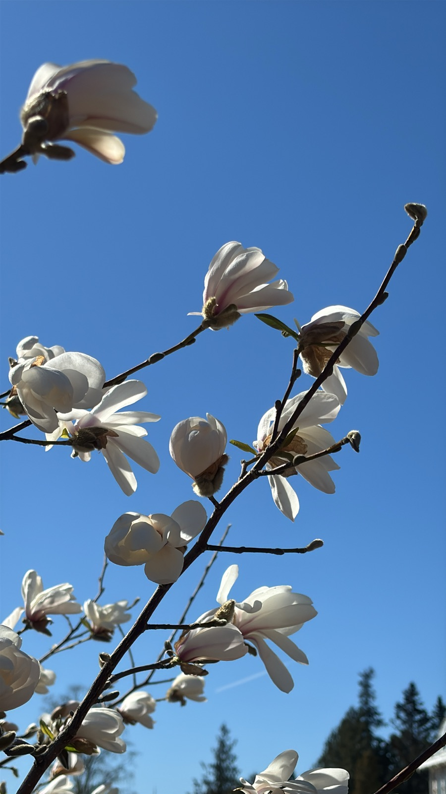 White magnolia blossoms