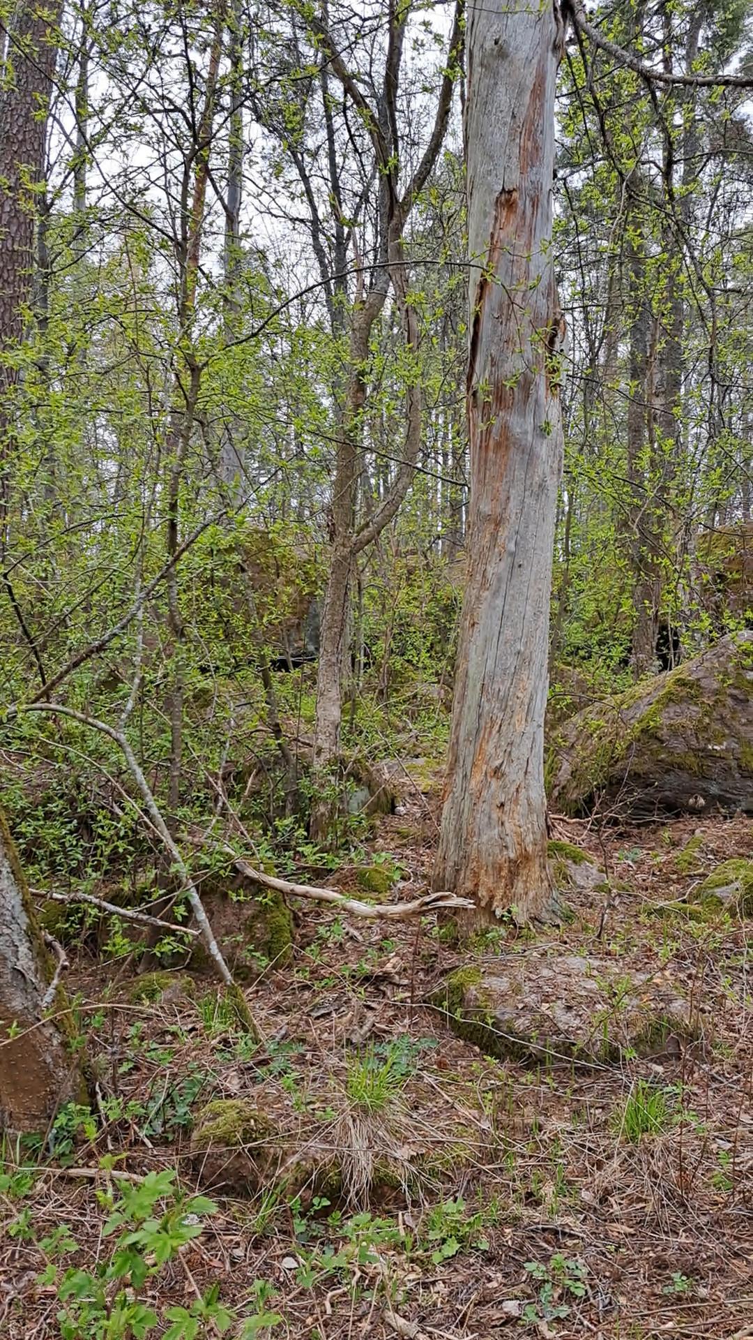 Kotkan Tervaleppälehto on enimmäkseen luonnontilainen pieni puistikkoalue. Kuvassa näkyy mm. pystyyn lahoava ja osittain kelottunut puu sekä runsaasti tiheää kasvustoa.