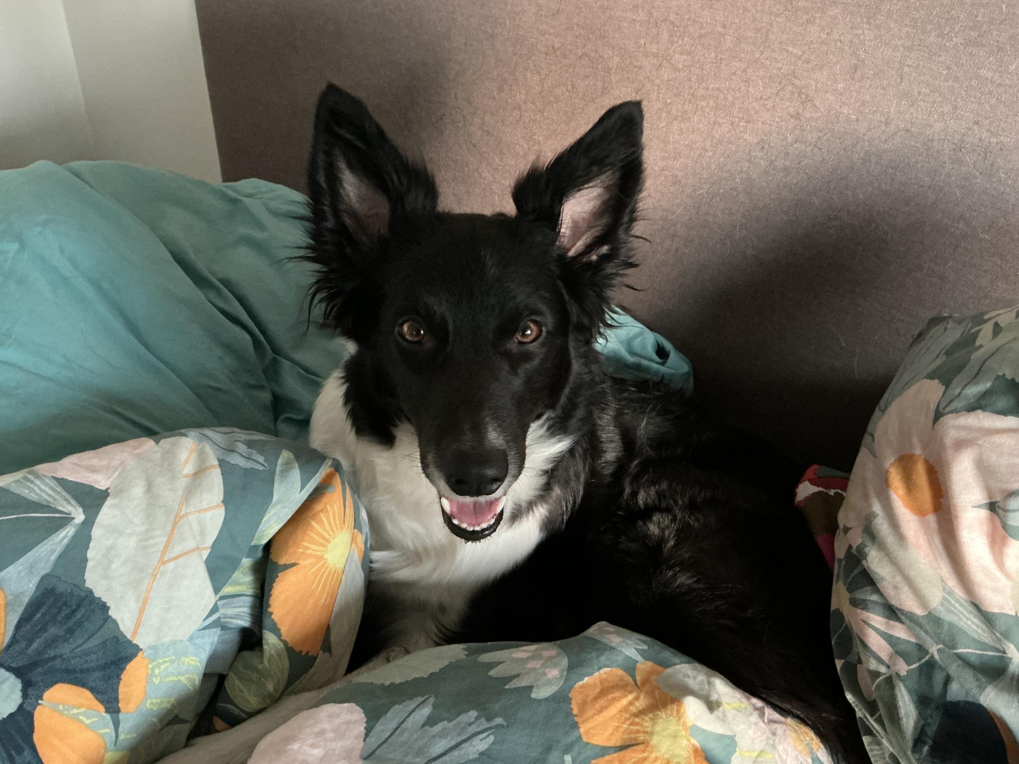Muikean näköinen mustanpuhuva bordercollie värikkäiden vuodevaatteiden keskellä