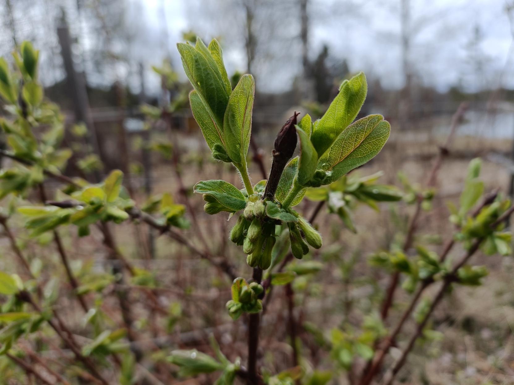 Lähikuva hunajamarjaan oksasta, jossa on tuloillaan paljon vihreitä lehtiä ja kukan alkuja, vielä supussa.