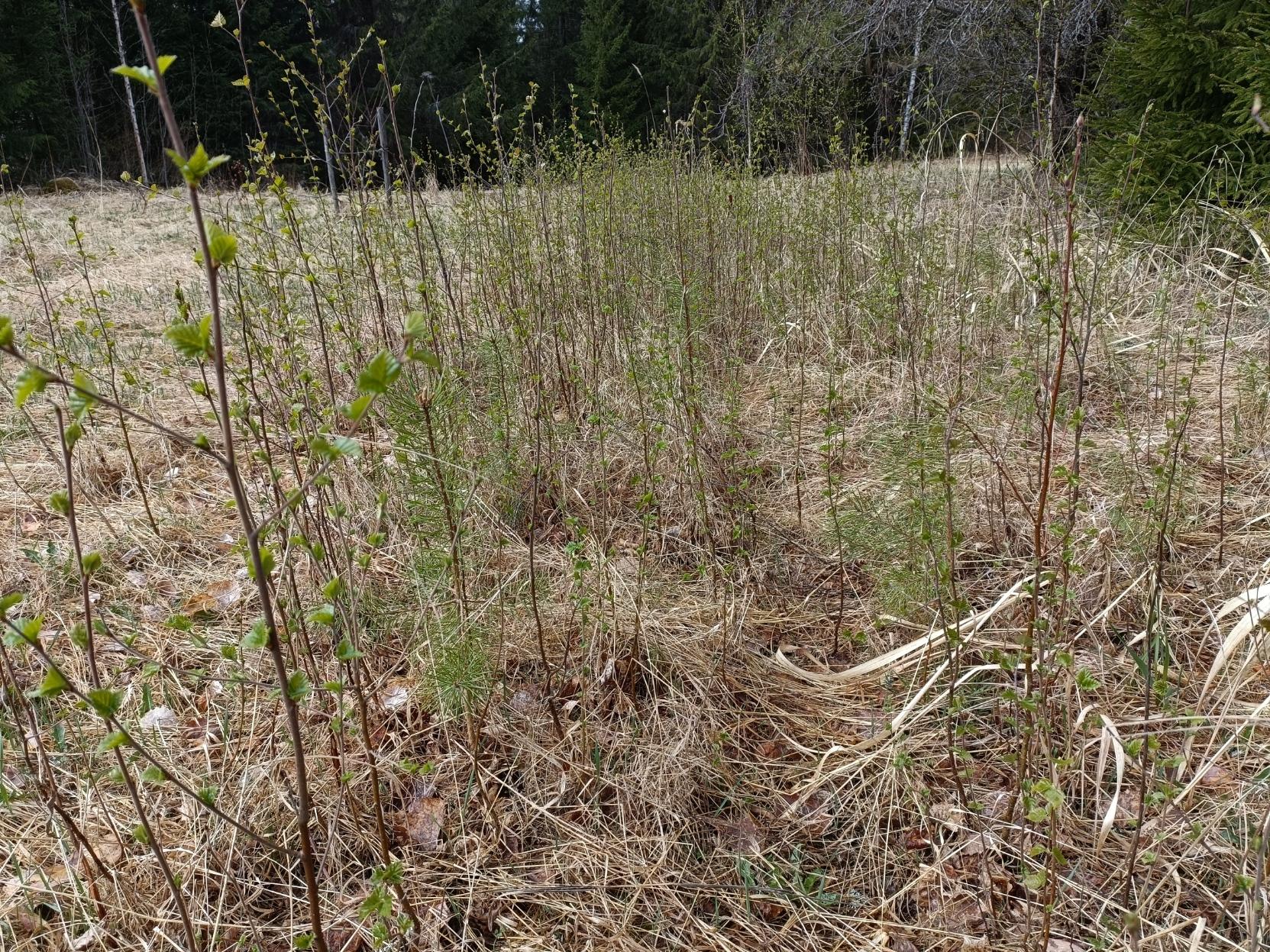 Kuva oljen keltaisesta heinittyneestä pellosta, jossa kasvaa hyvin tiheästi paljon vyötärön mittaista koivua, mäntyä ja mitä lie kaikkea. Kauempana taustalla pilkottaa tumma metsä.