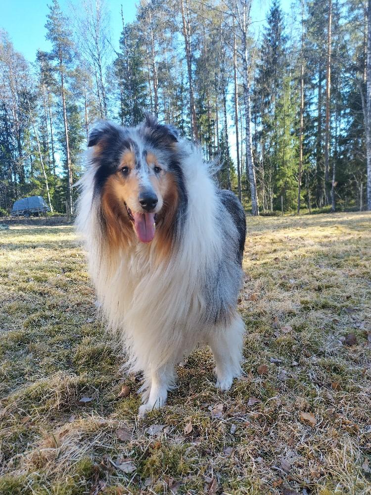 Valokuva: onnellisen hönö Maagi-collie pihalla kieli ulkona odottamassa seuraavaa pallon heittoa