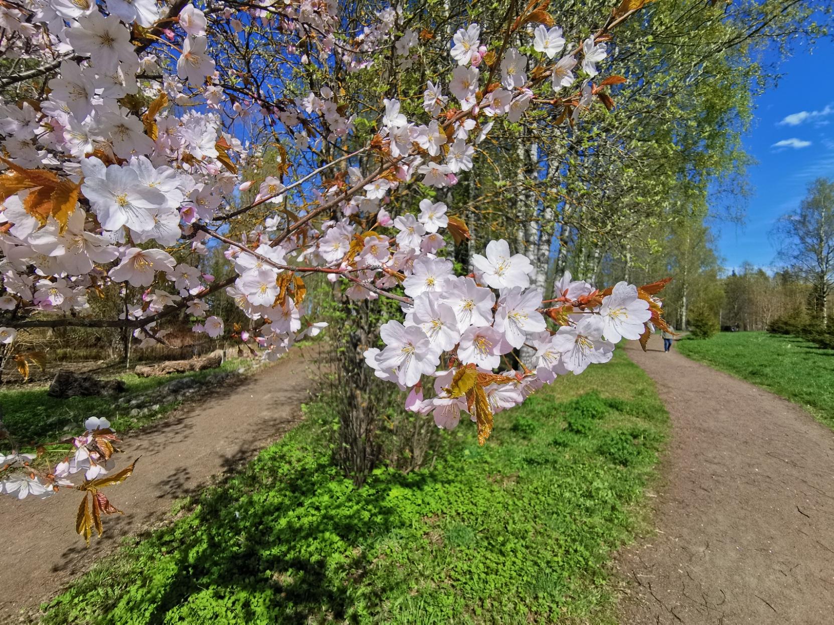 Kukkivan kirsikkapuun oksa, takana vihreitä koivuja ja vihreä nurmikko.